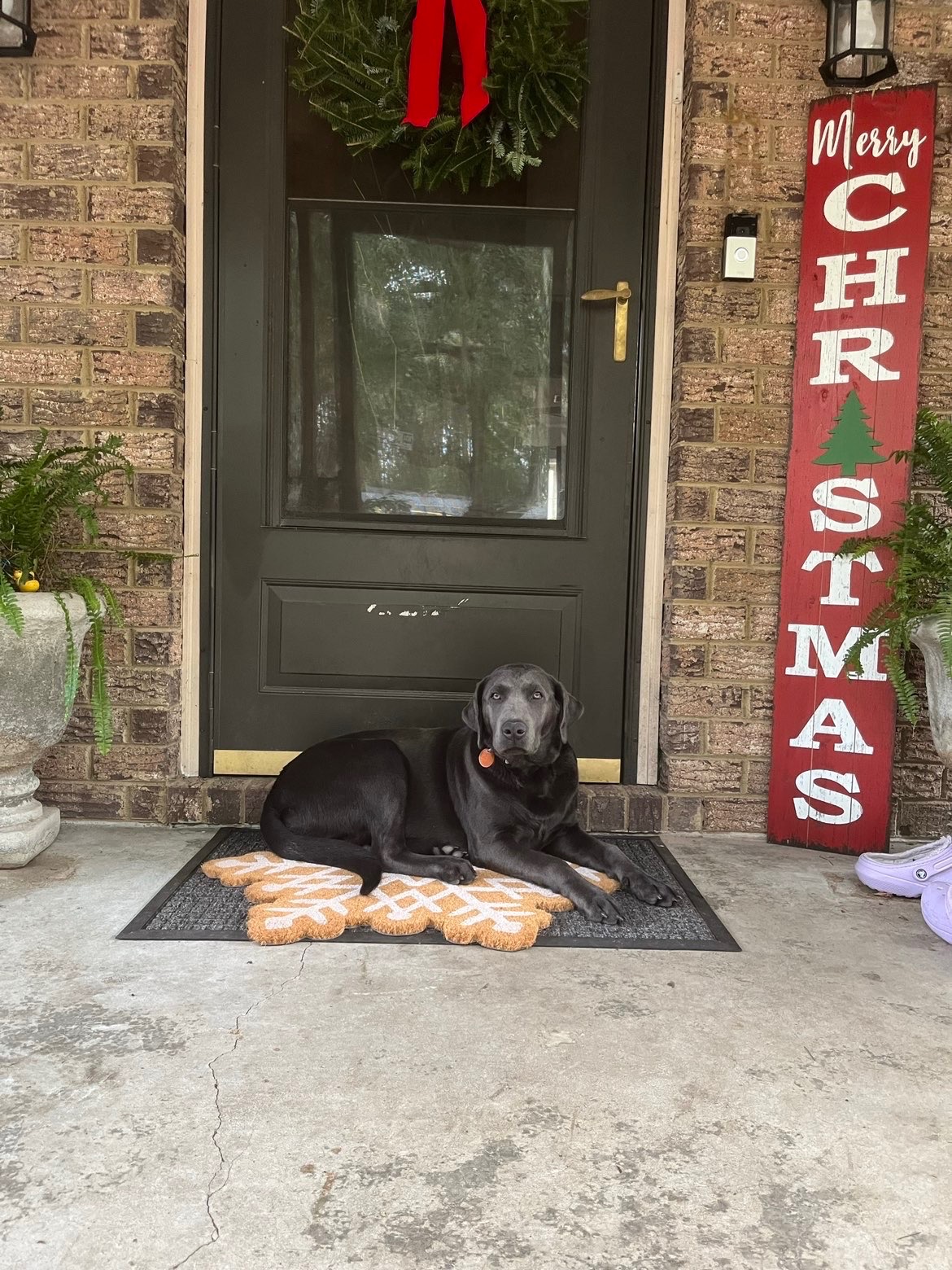 Belle charcoal Labrador on porch