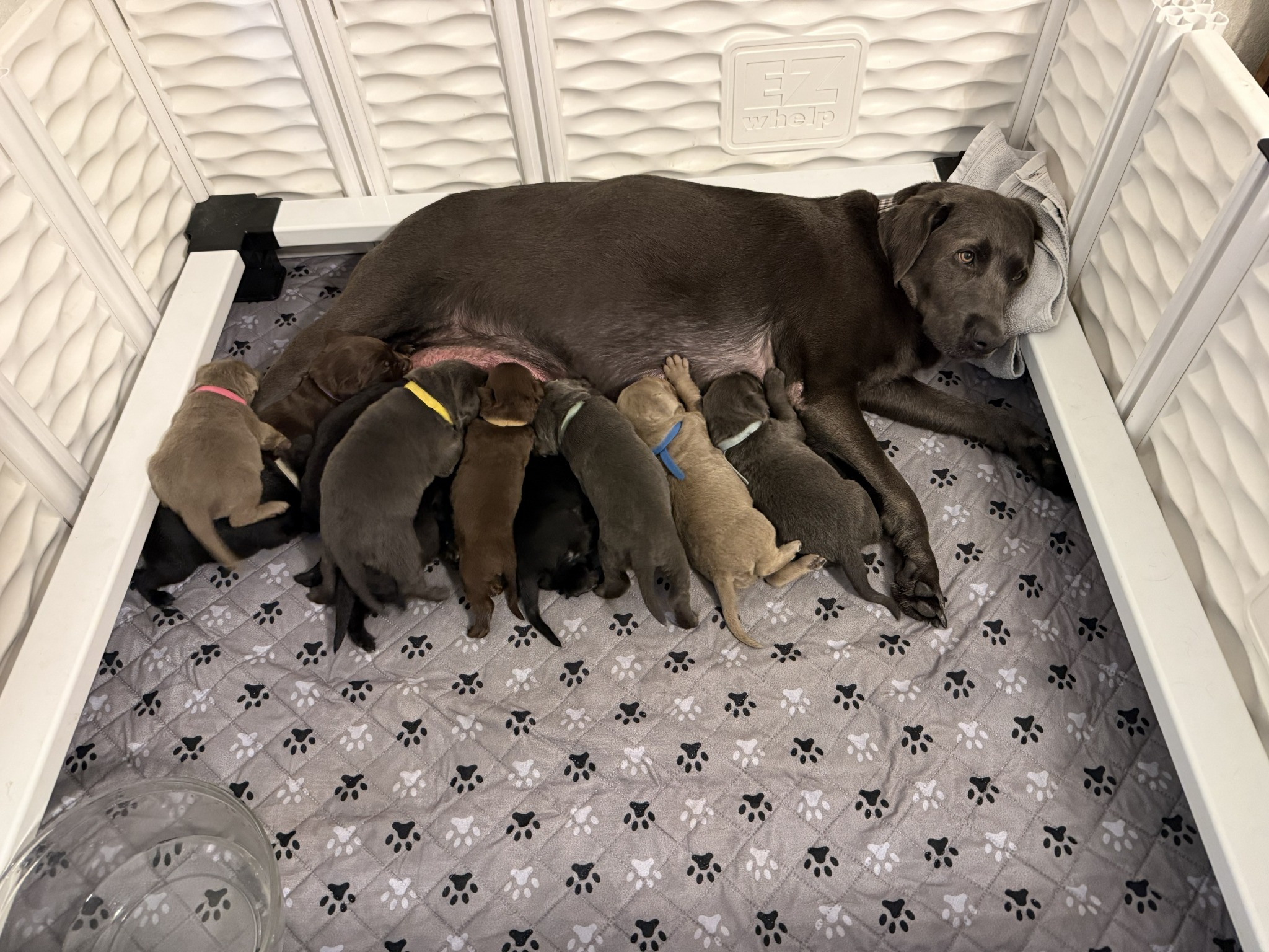 Belle nursing the current Labrador litter