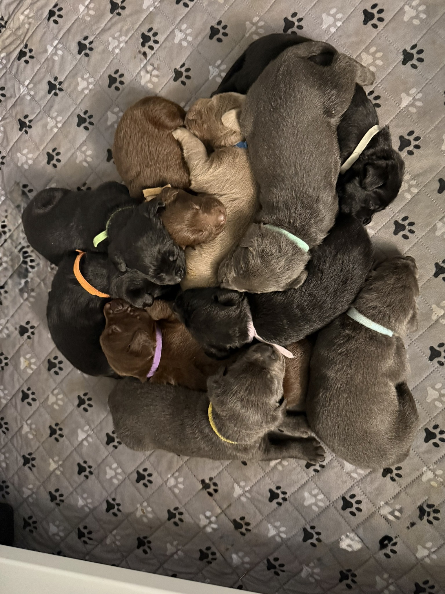 Current litter