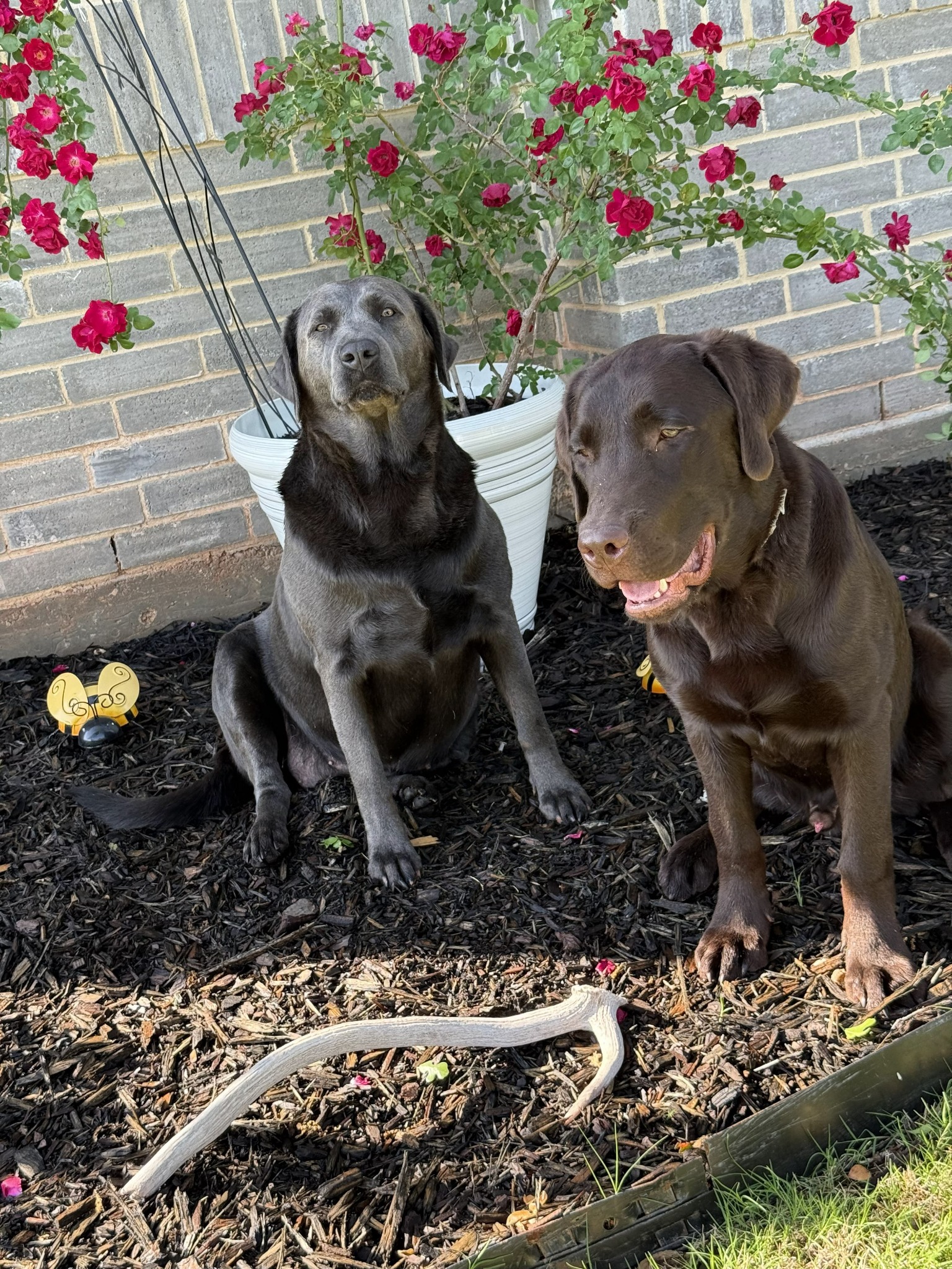 Remi and Belle together