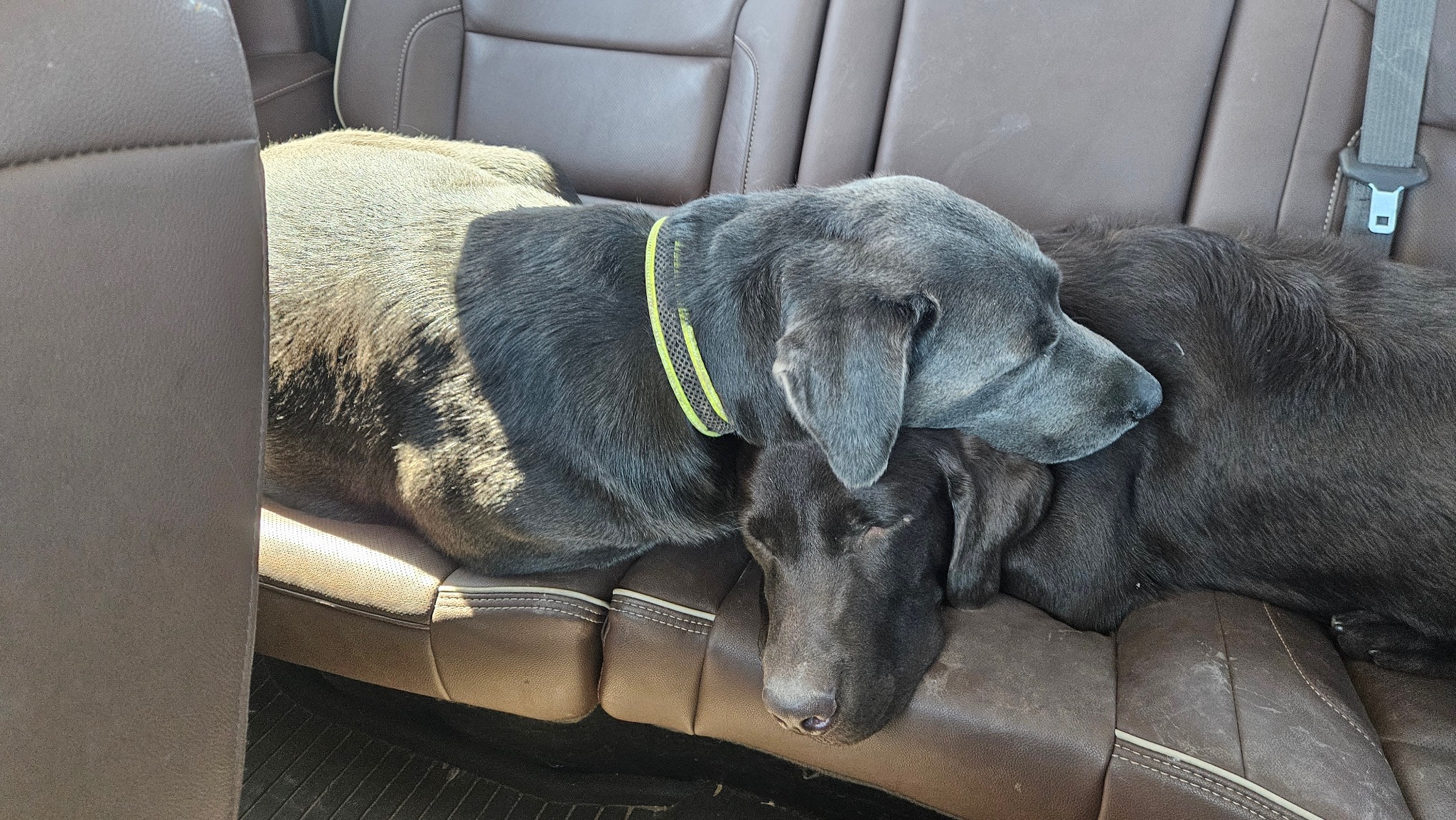 Remi and Belle resting