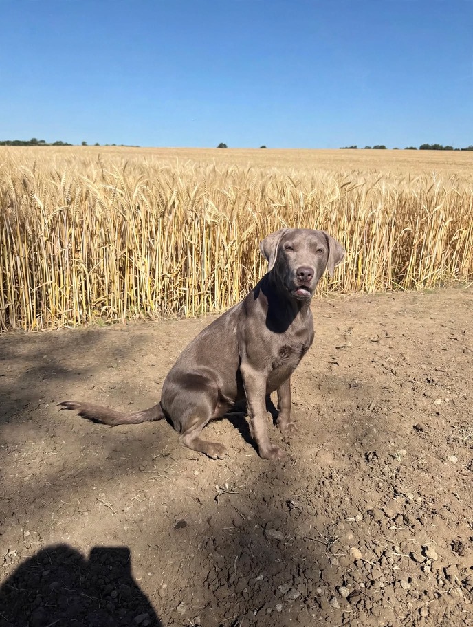 Moxley in the field