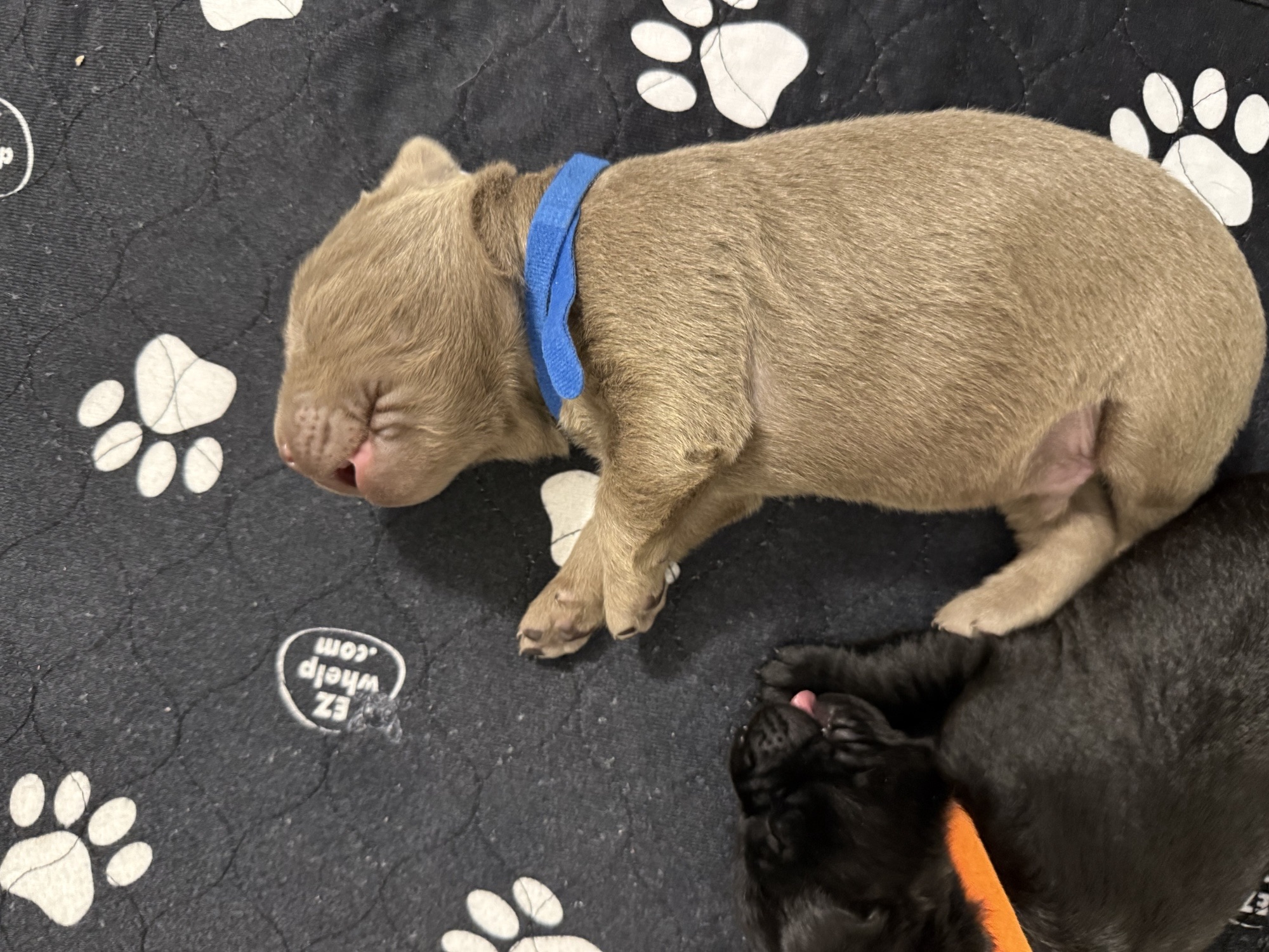 Dark Blue collar Labrador puppy at 1 week