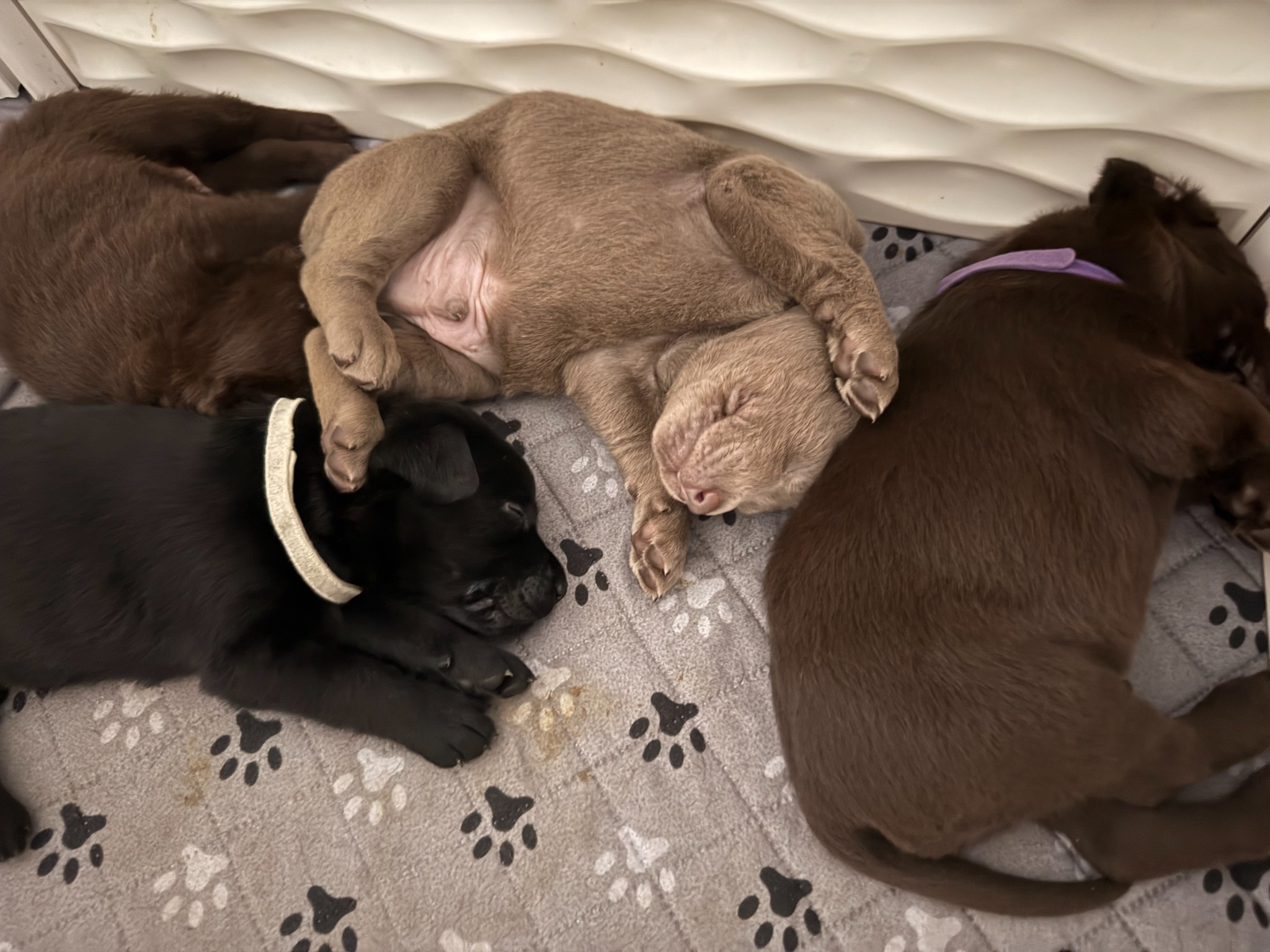 Dark Blue collar Labrador puppy at 1 week