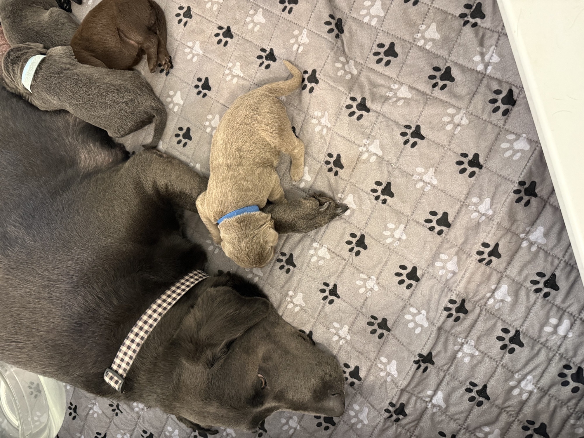 Dark Blue collar Labrador puppy at 1 week
