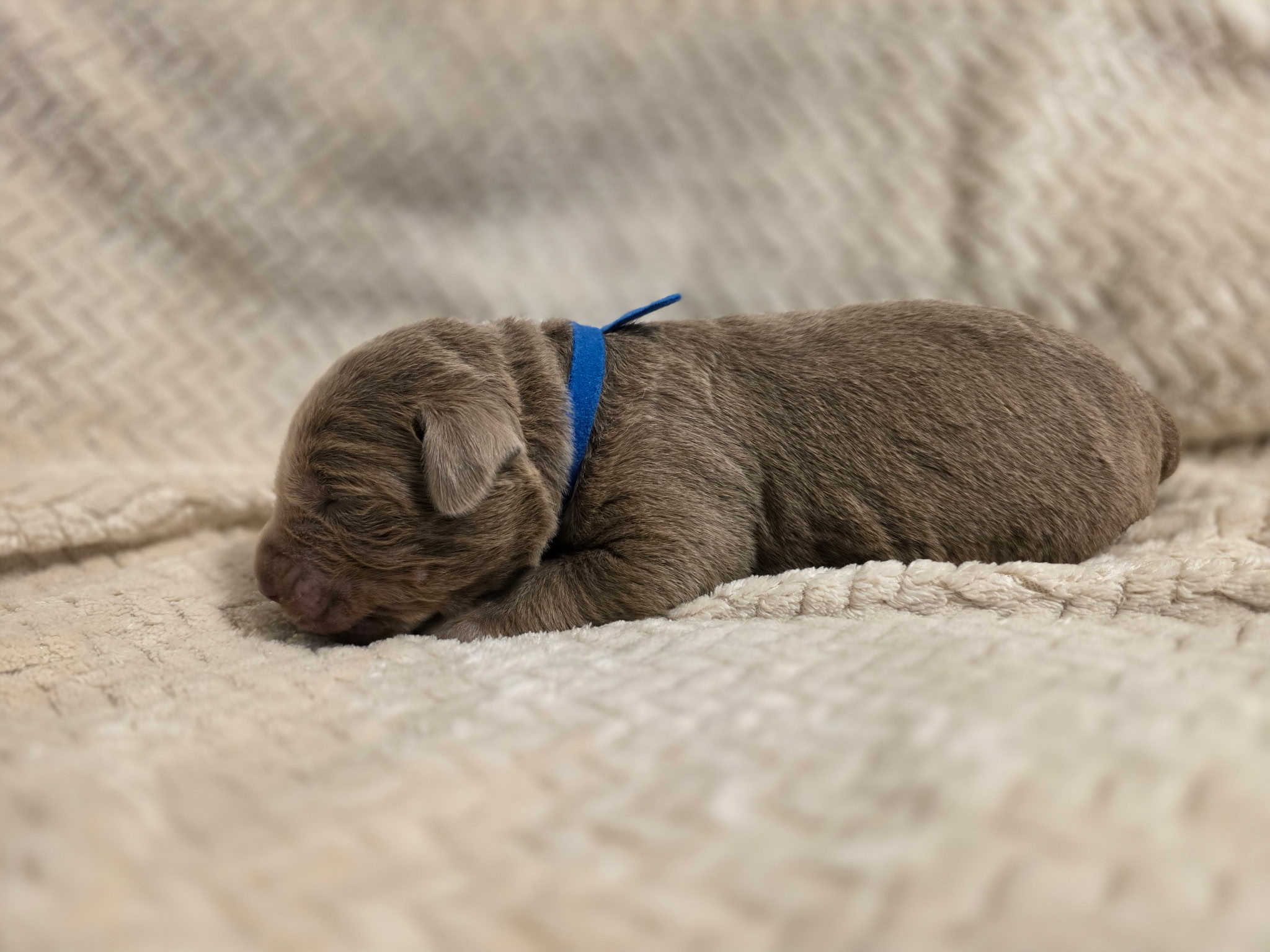 Dark Blue collar Labrador puppy at 1 week