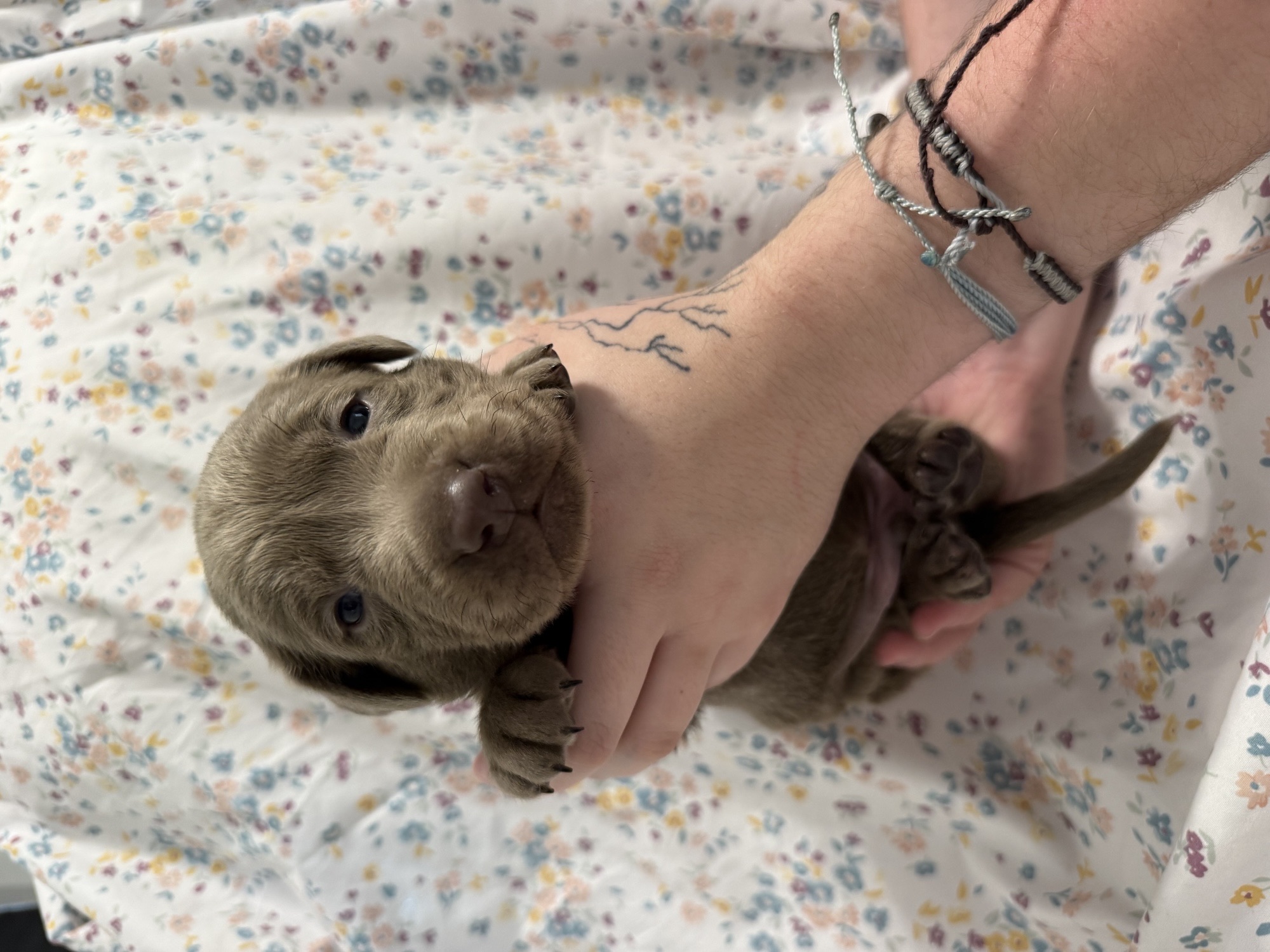 Dark Blue collar Labrador puppy at 2 weeks