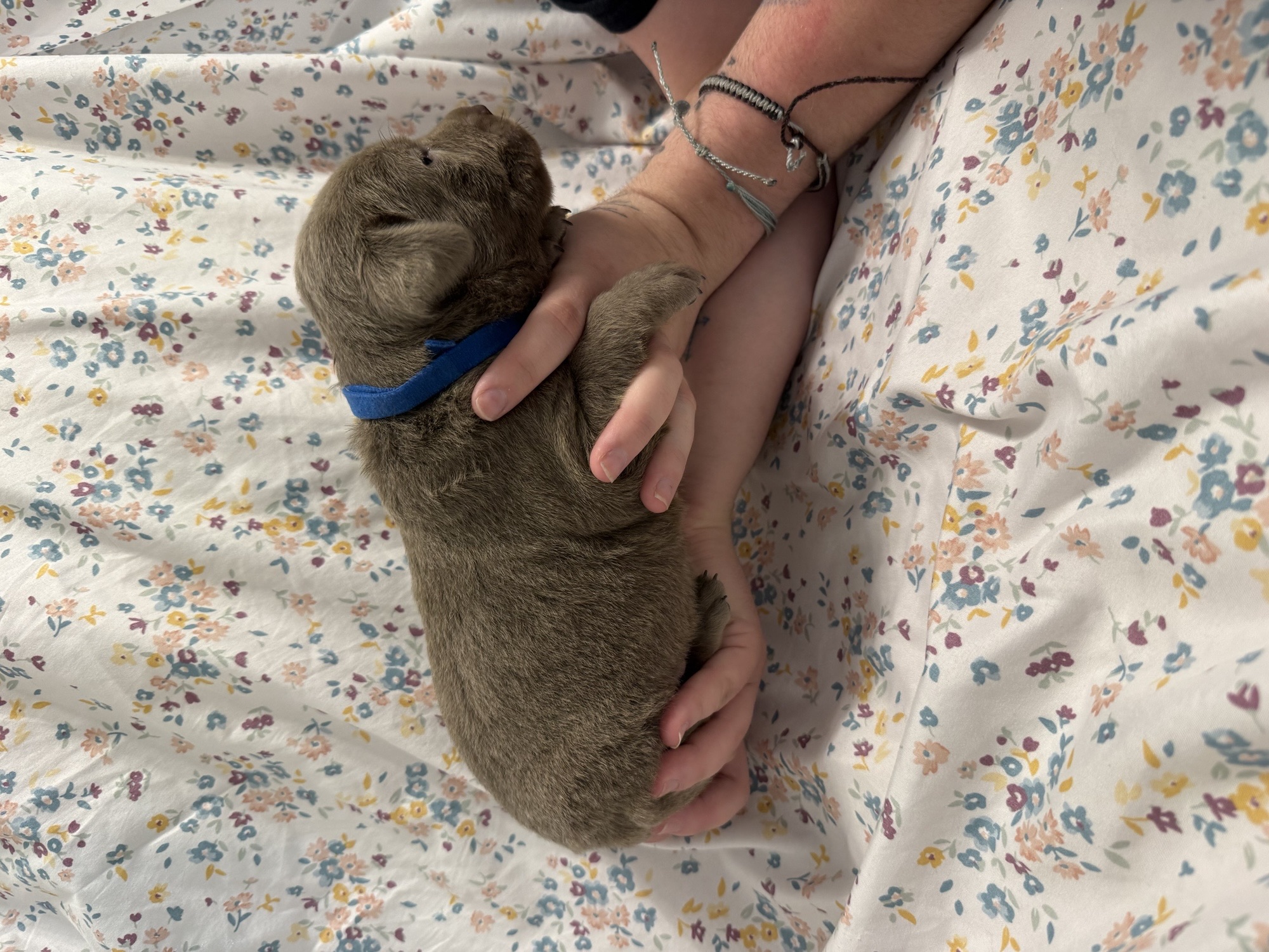 Dark Blue collar Labrador puppy at 2 weeks
