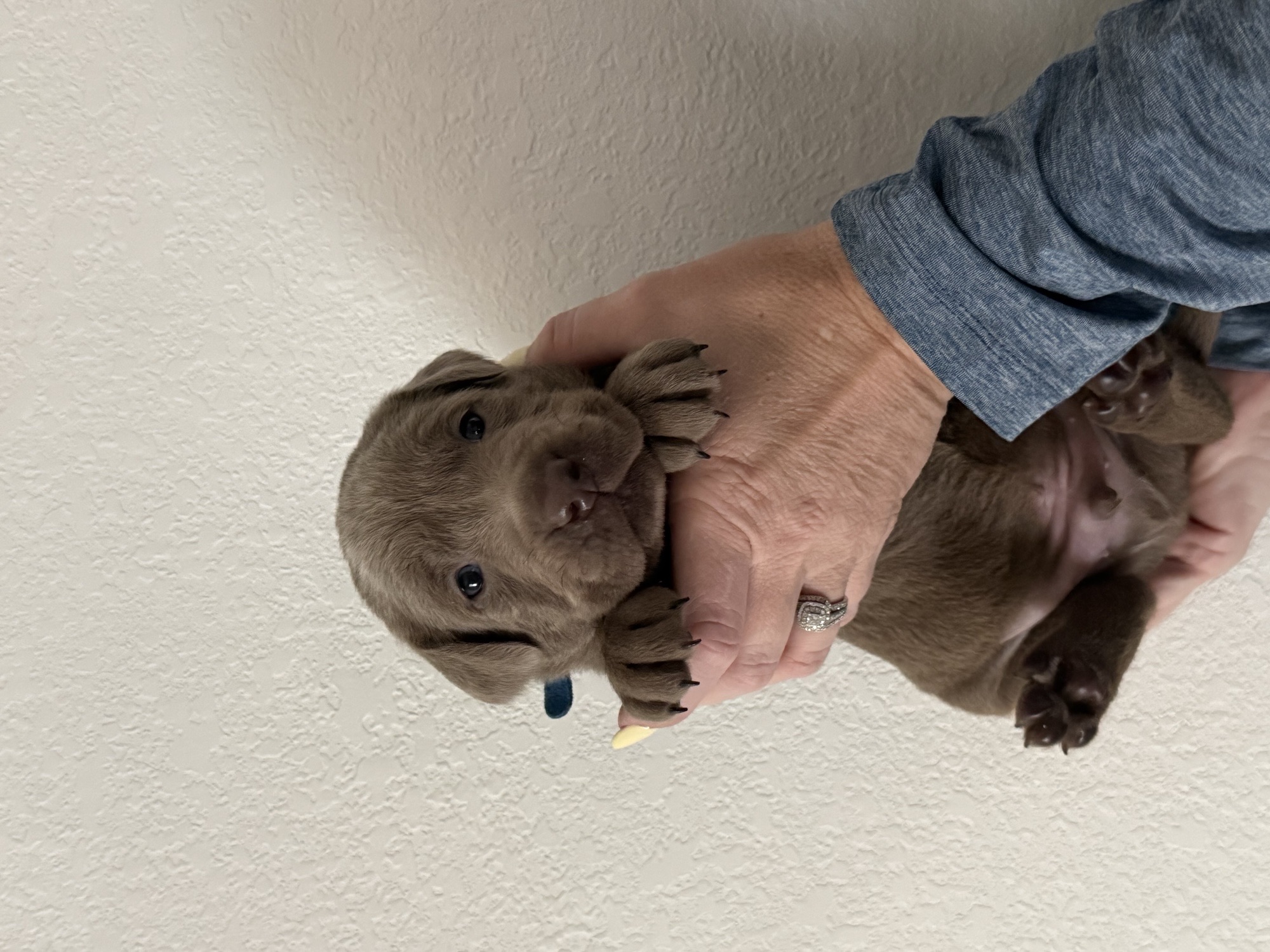 Dark Blue collar Labrador puppy at 3 weeks