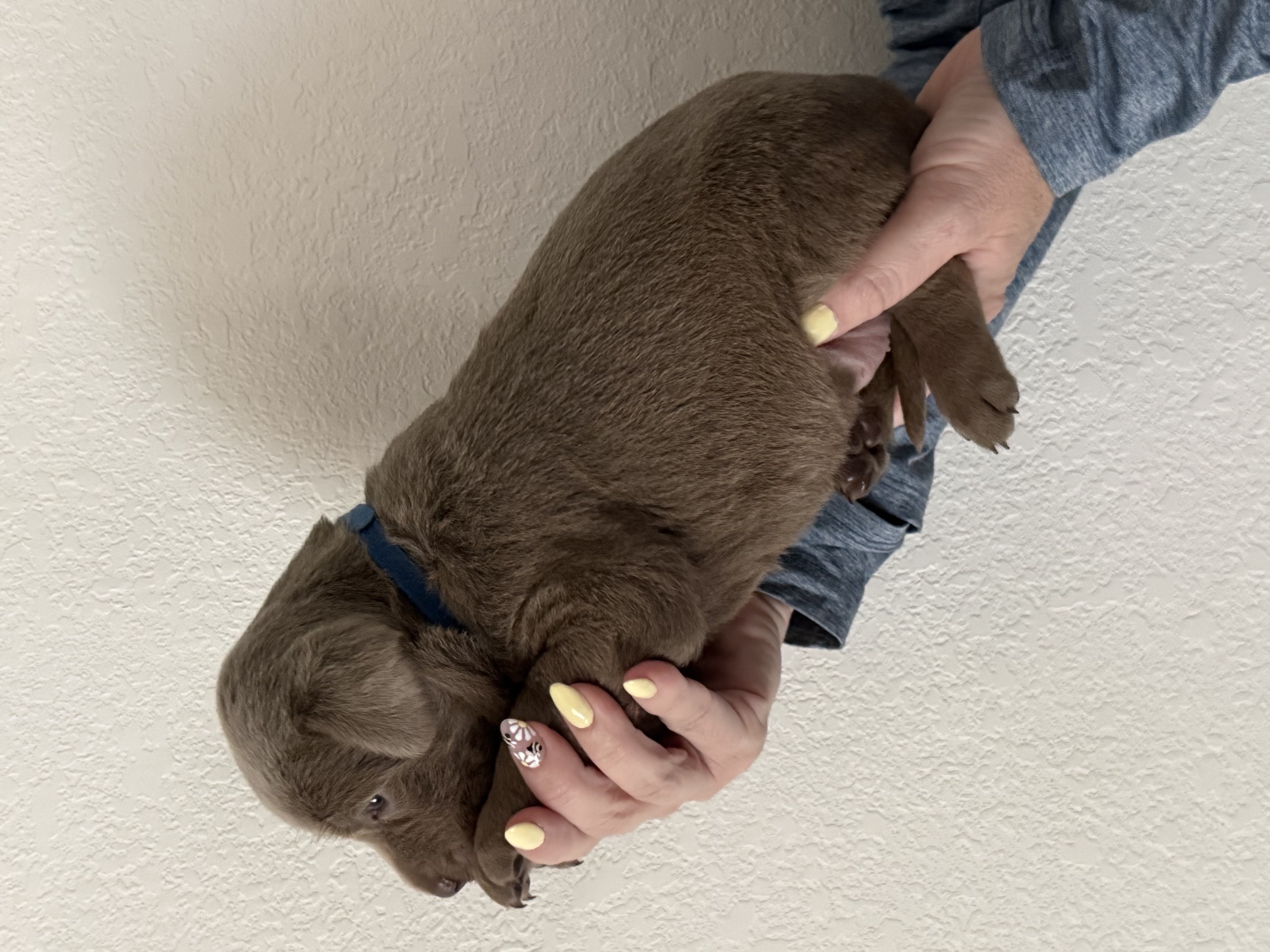 Dark Blue collar Labrador puppy at 3 weeks
