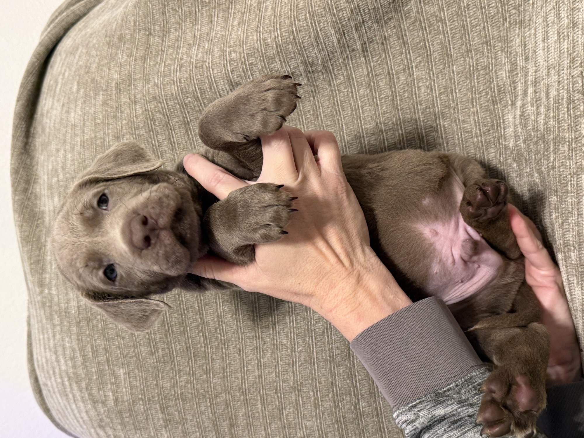 Dark Blue collar silver Labrador puppy at five weeks