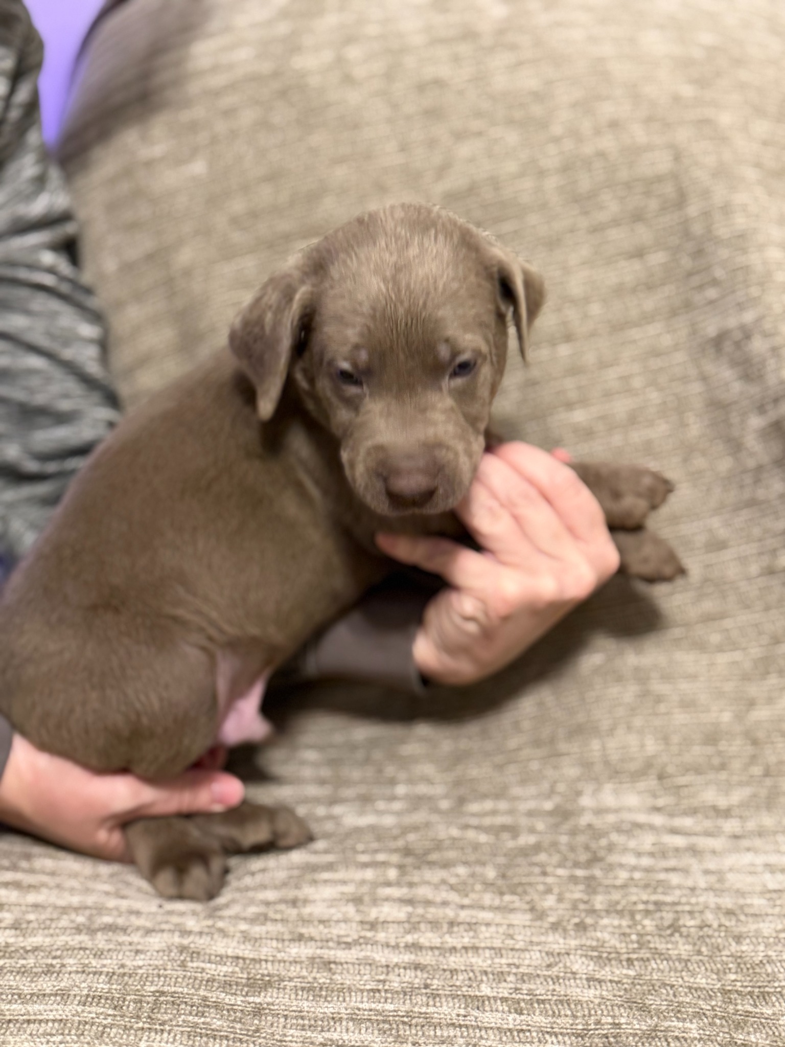 Dark Blue collar silver Labrador puppy at five weeks