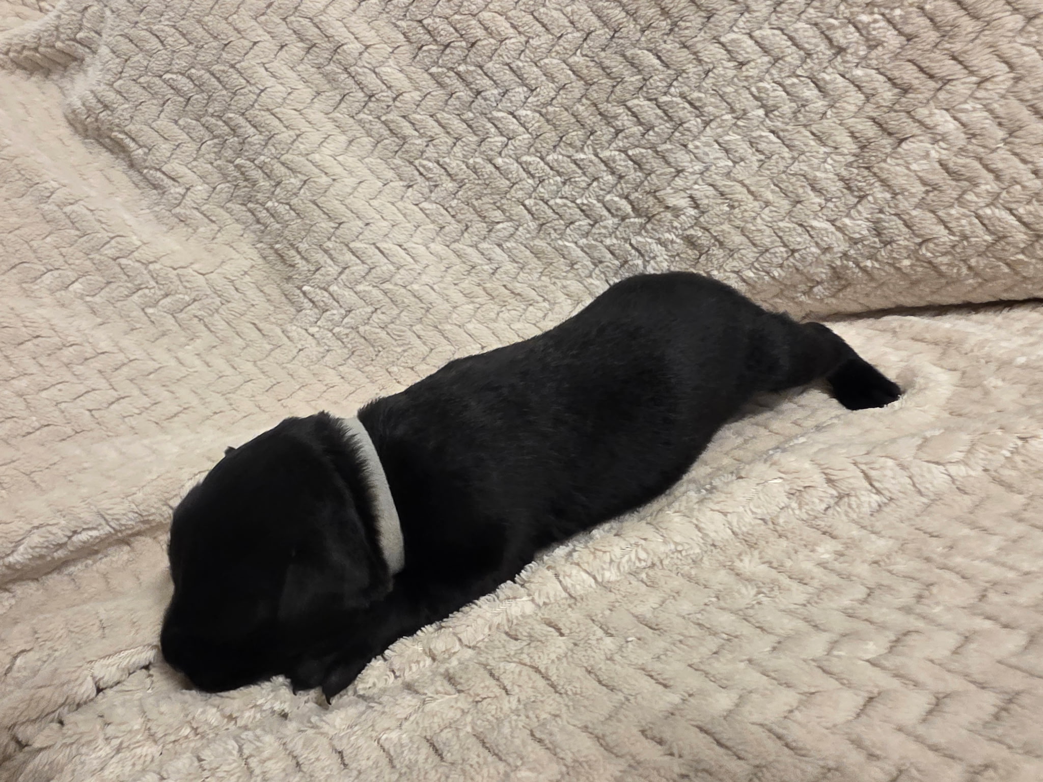 Gray collar Labrador puppy at 1 week