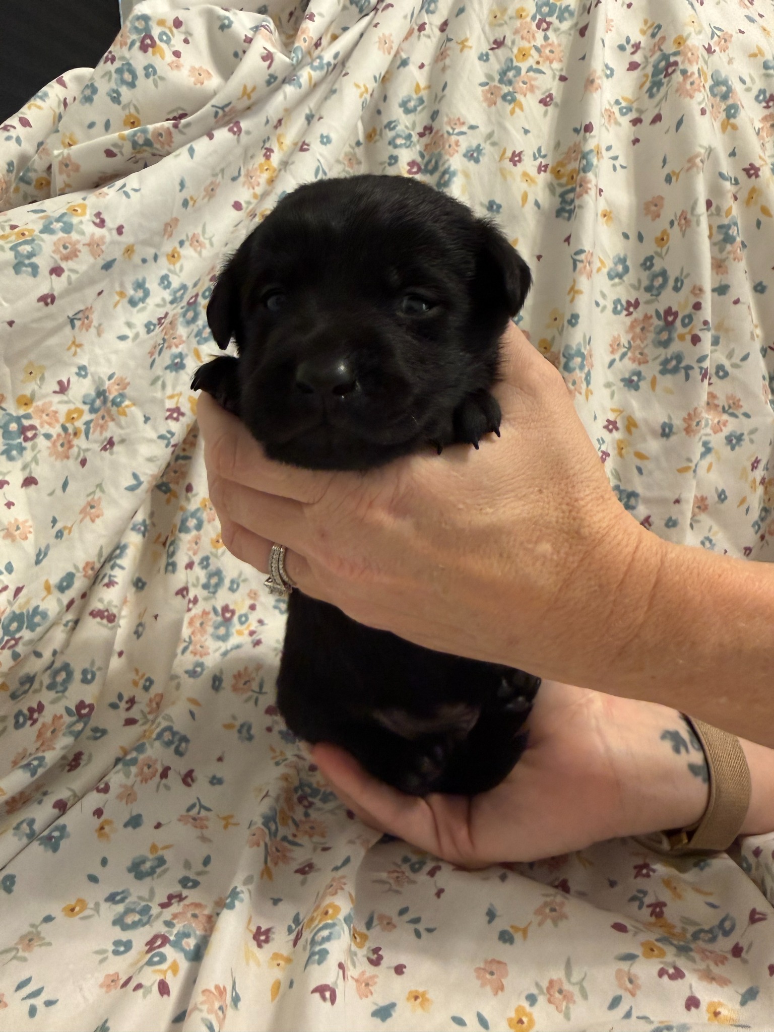 Gray collar Labrador puppy at 2 weeks