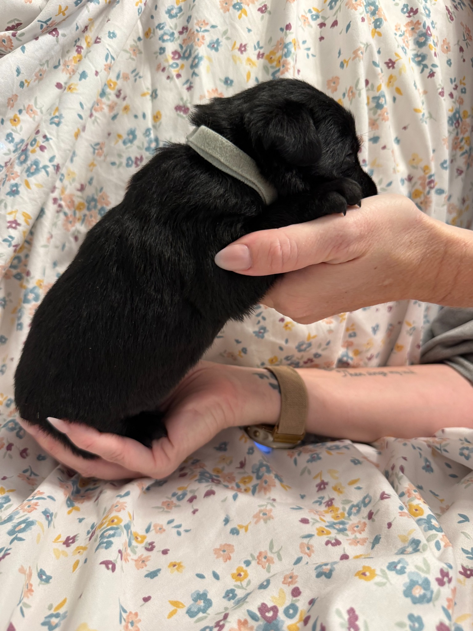 Gray collar Labrador puppy at 2 weeks