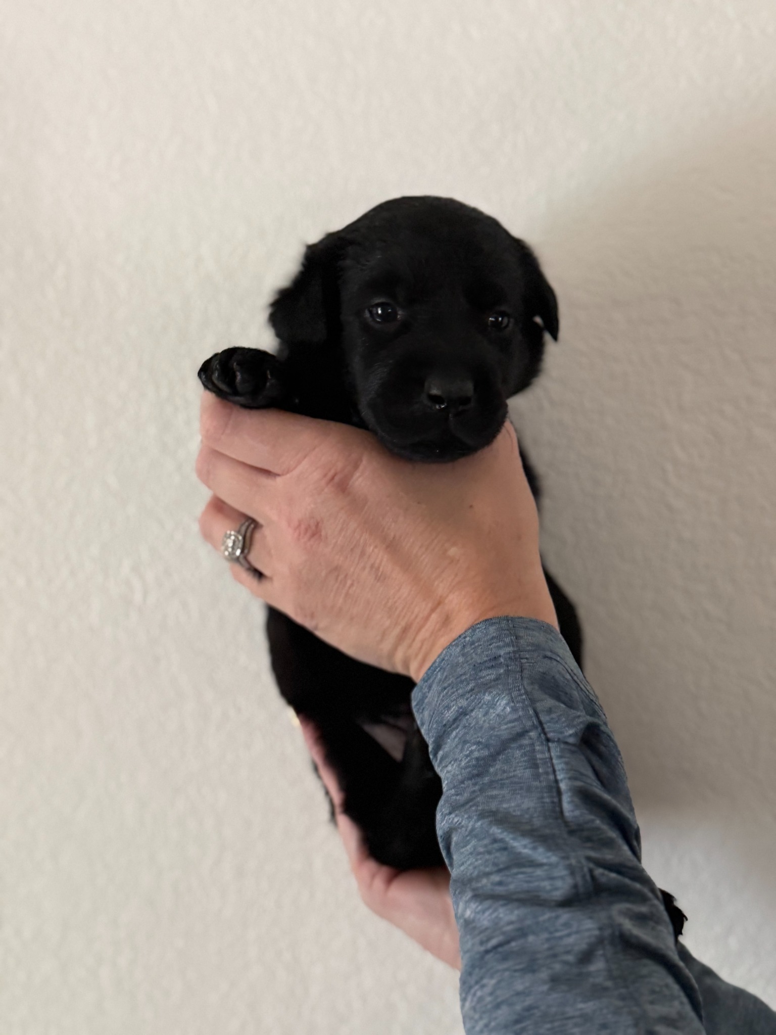 Gray collar Labrador puppy at 3 weeks