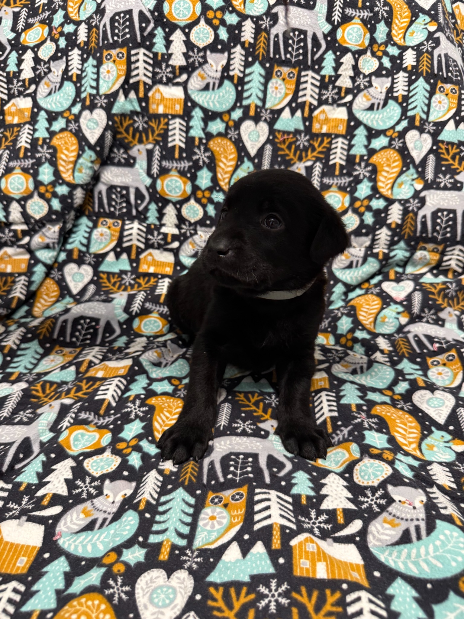 Gray collar Labrador puppy at 4 weeks