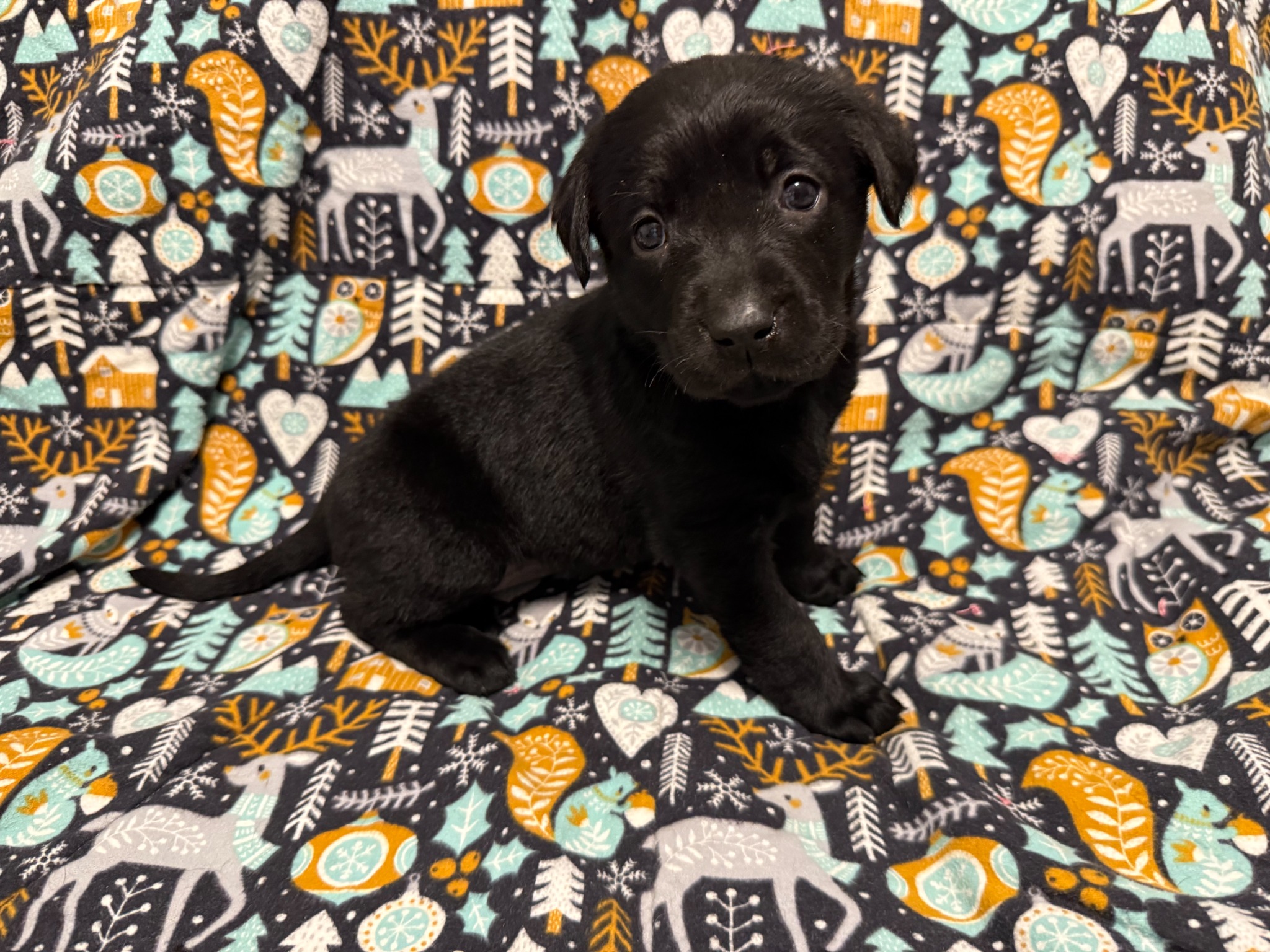 Gray collar Labrador puppy at 4 weeks