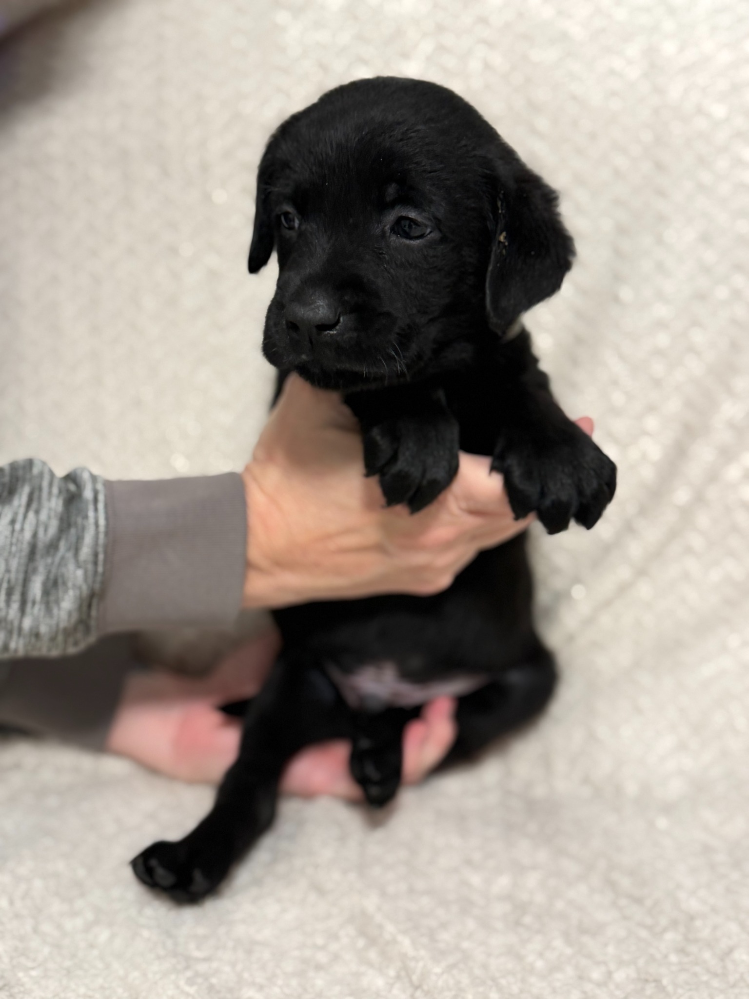 Gray collar black Labrador puppy at five weeks