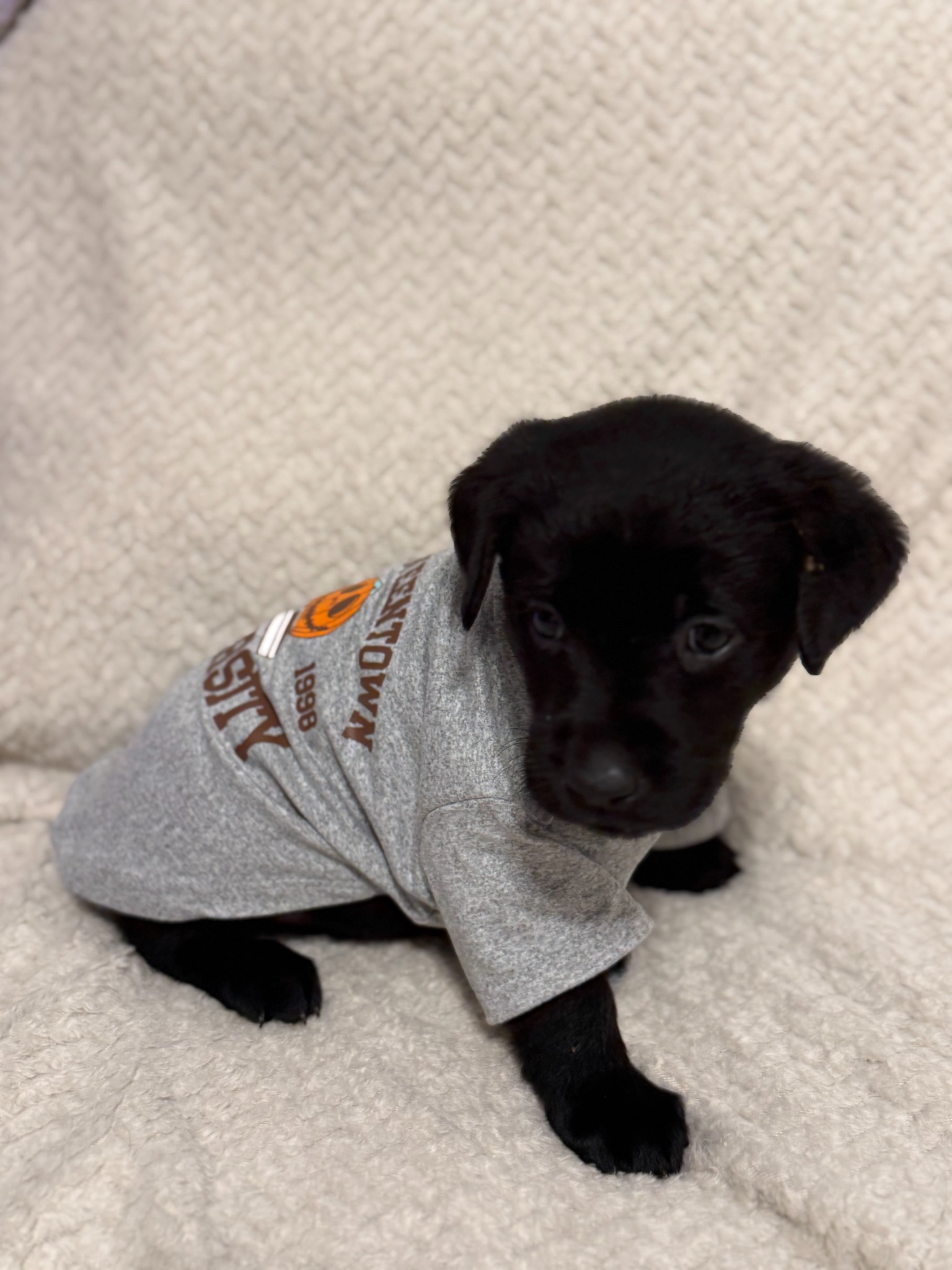 Gray collar black Labrador puppy at five weeks
