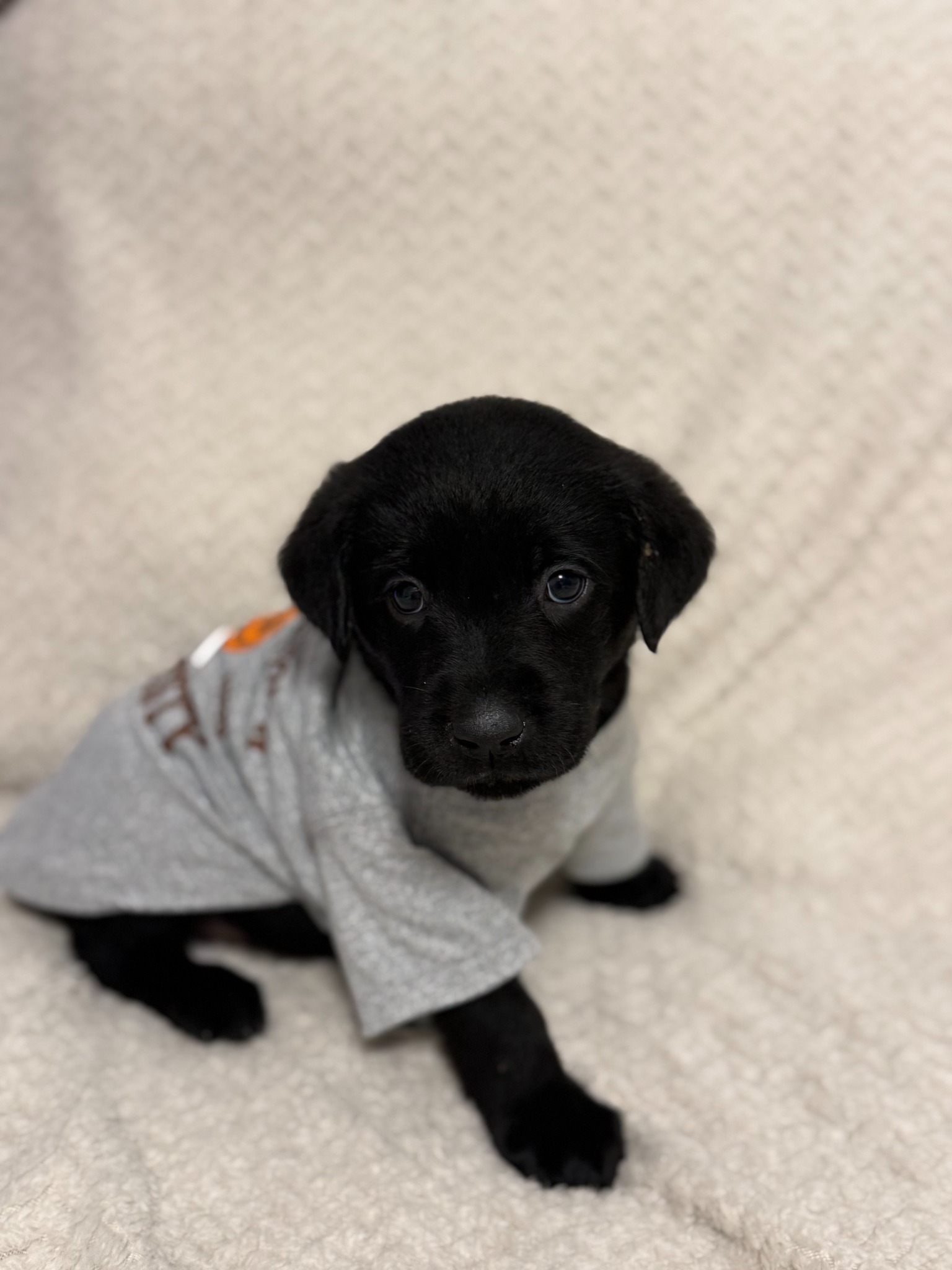 Gray collar black Labrador puppy at five weeks
