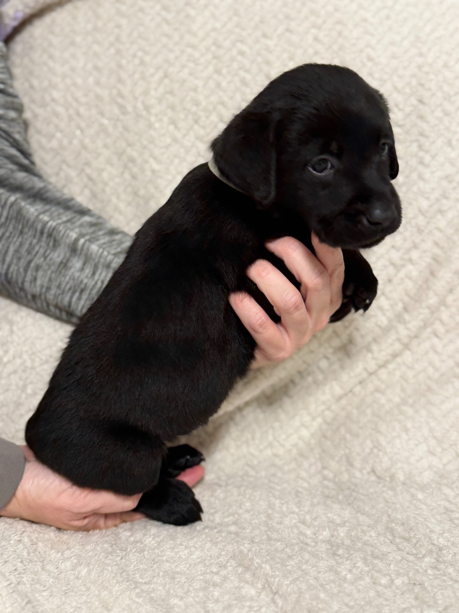 Gray collar black Labrador puppy at five weeks
