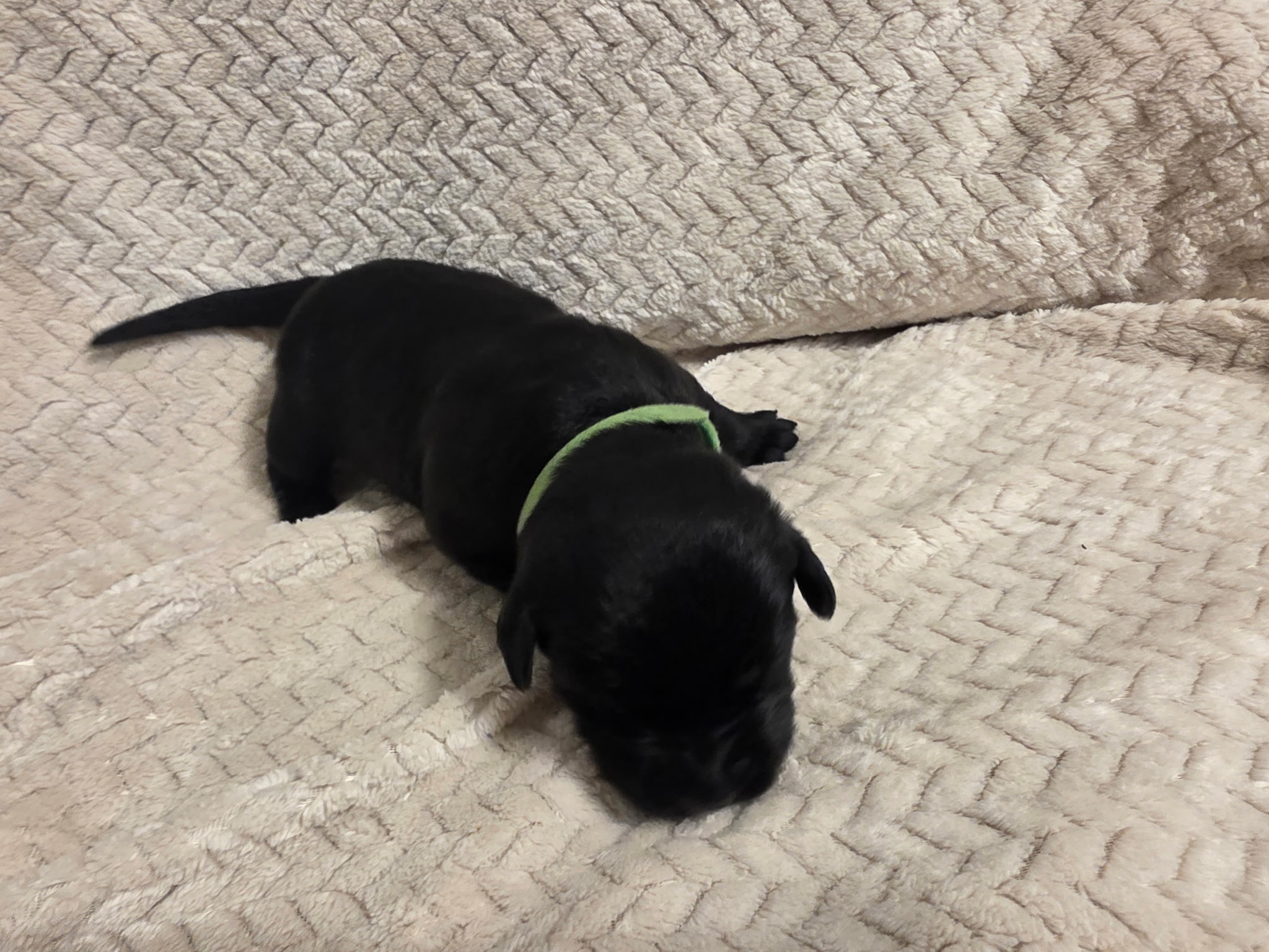 Green collar Labrador puppy at 1 week