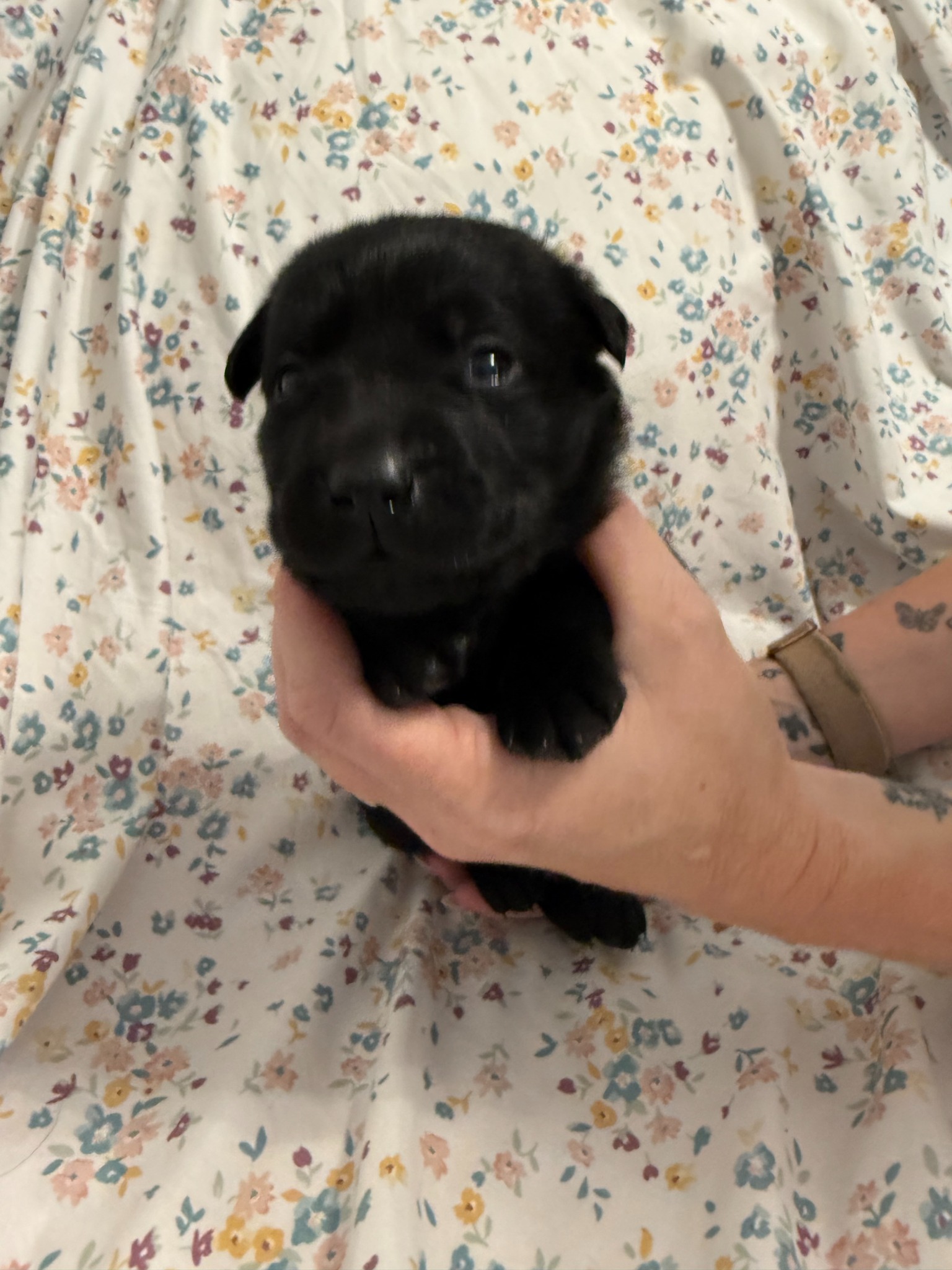 Green collar Labrador puppy at 2 weeks