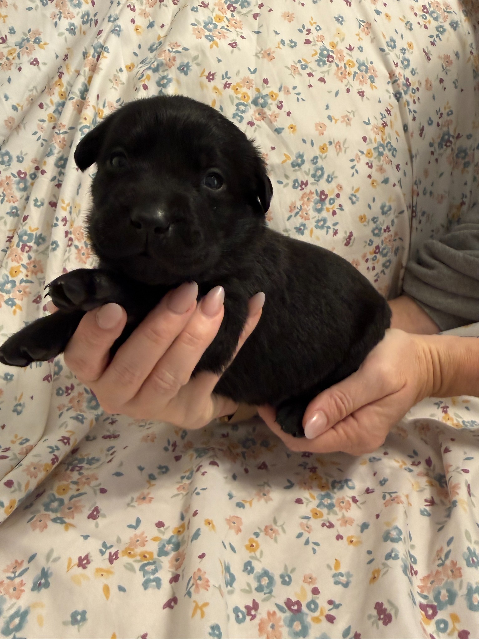 Green collar Labrador puppy at 2 weeks