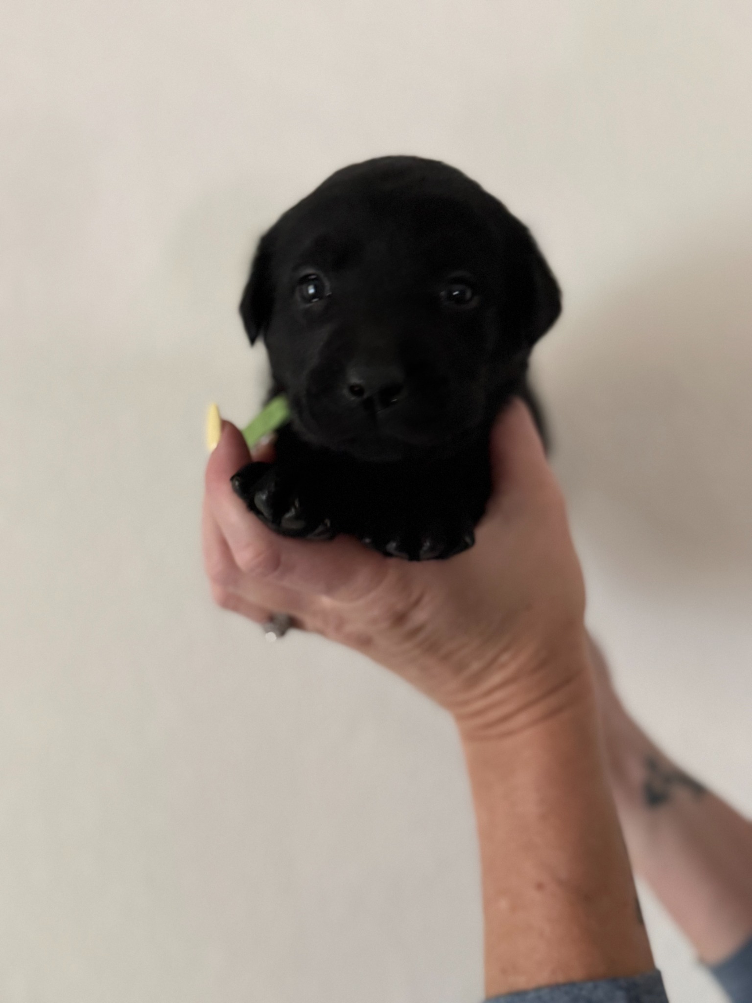 Green collar Labrador puppy at 3 weeks
