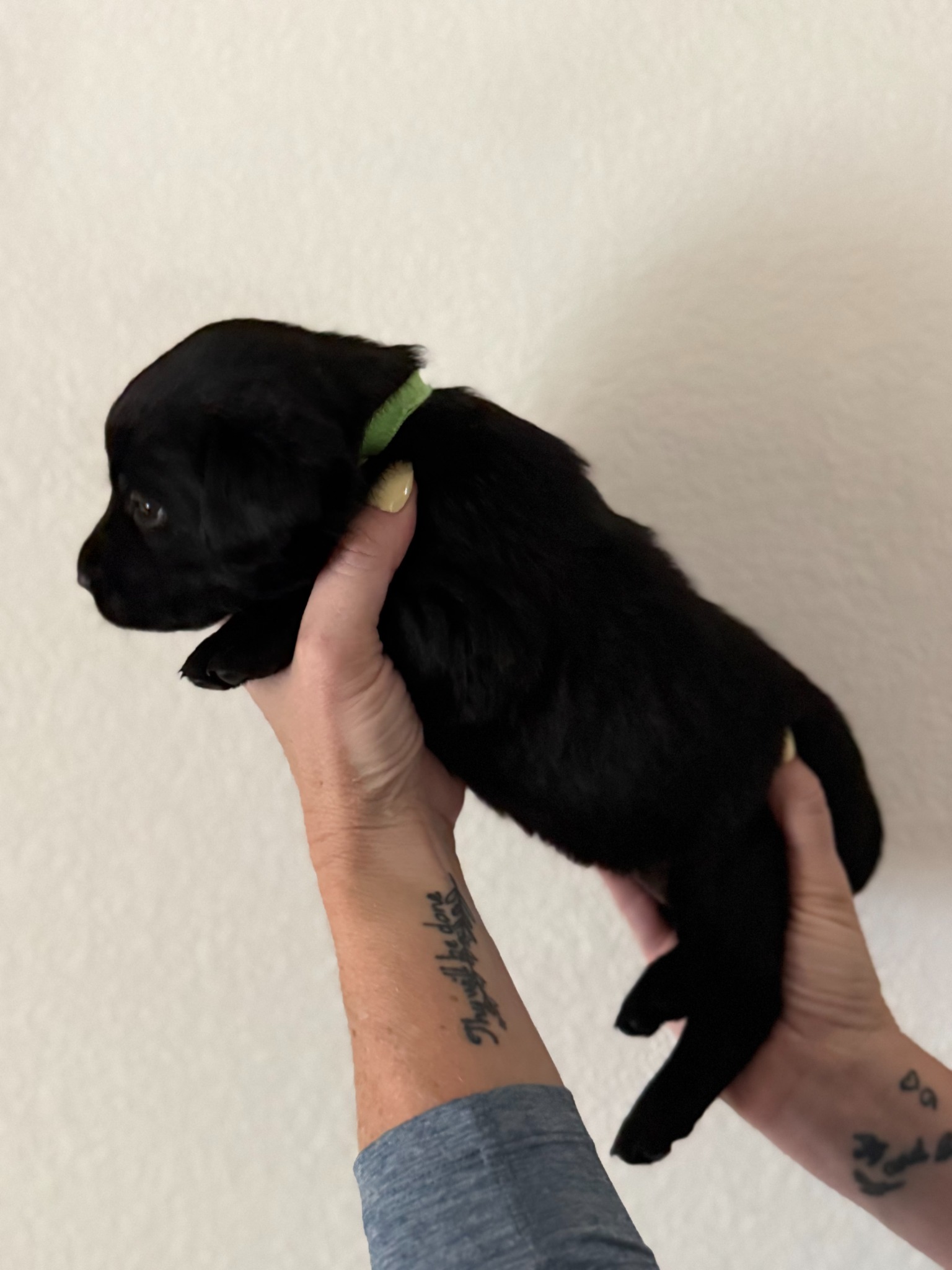 Green collar Labrador puppy at 3 weeks