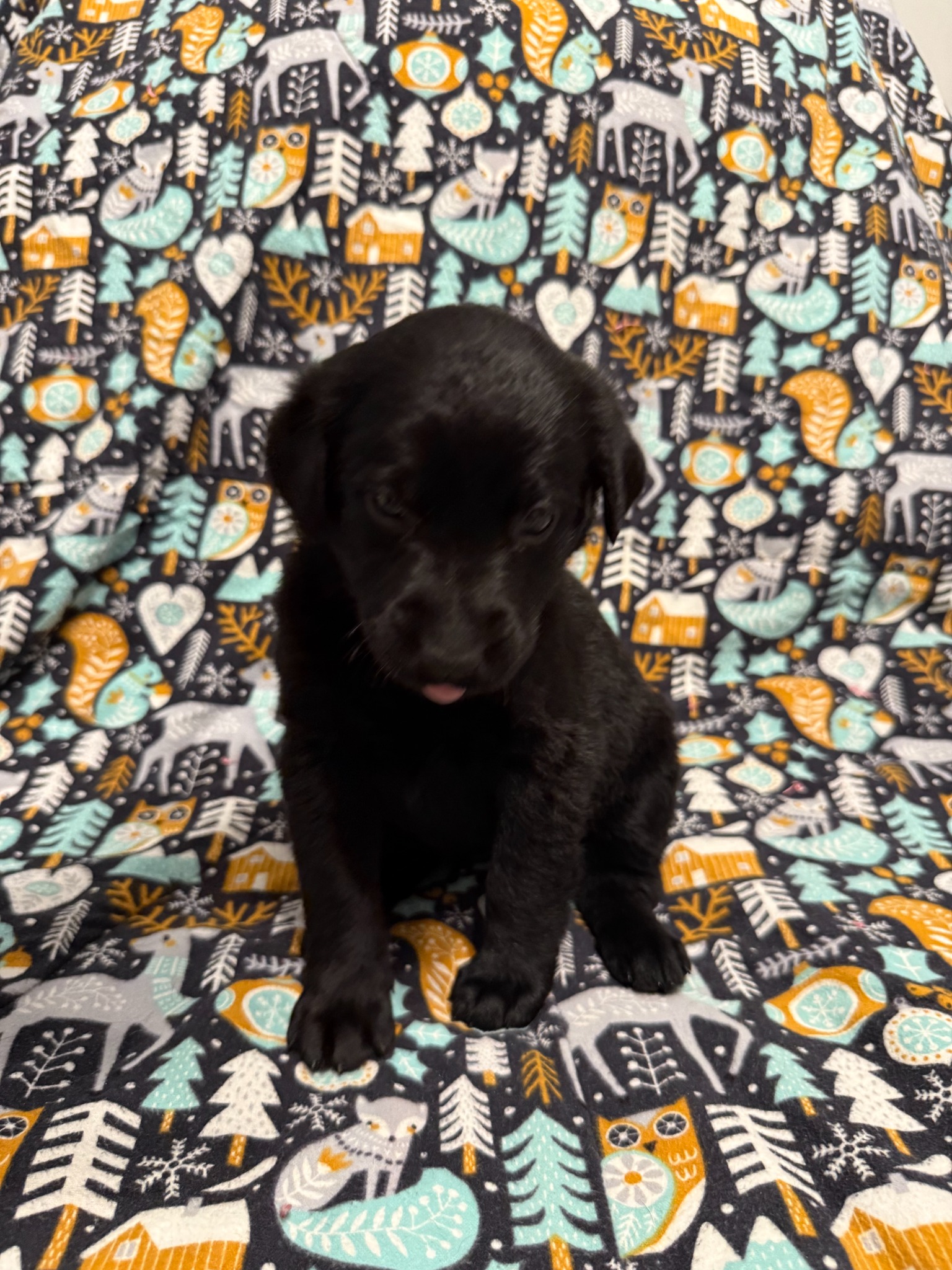 Green collar Labrador puppy at 4 weeks