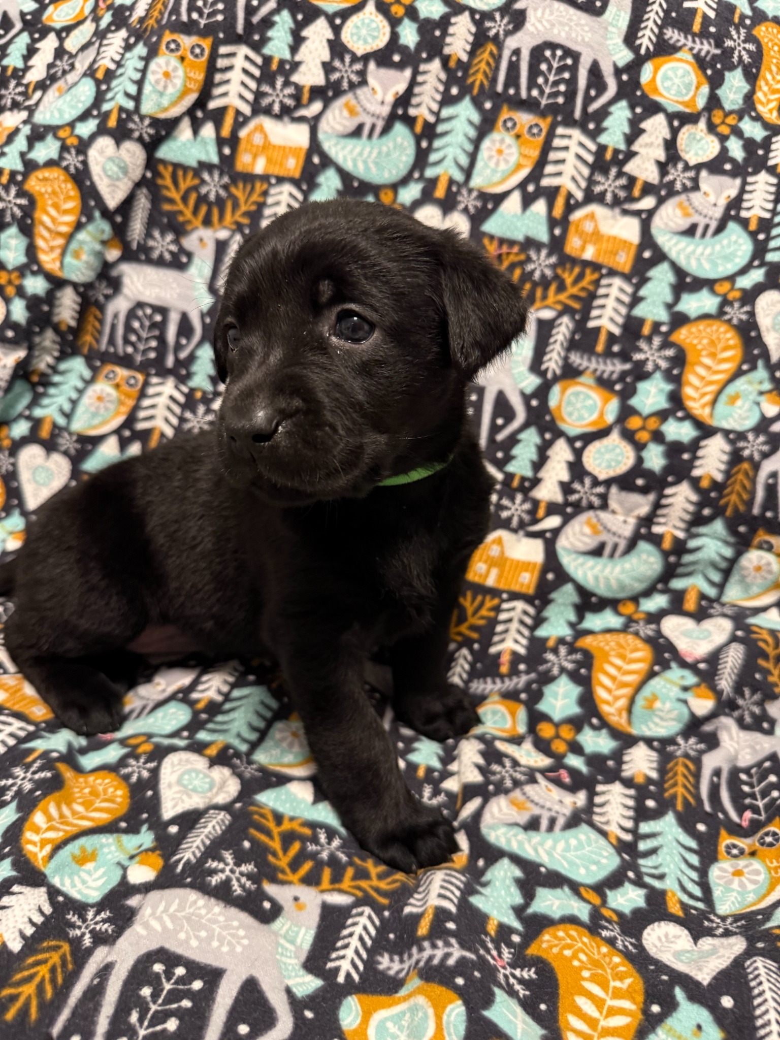 Green collar Labrador puppy at 4 weeks