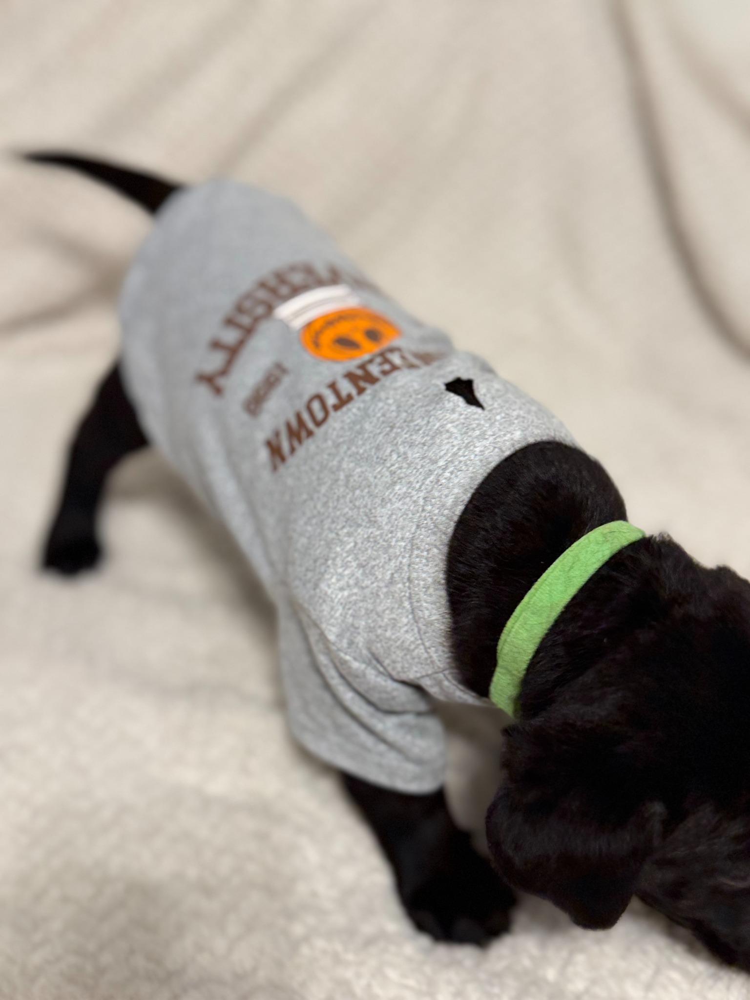Green collar black Labrador puppy at five weeks