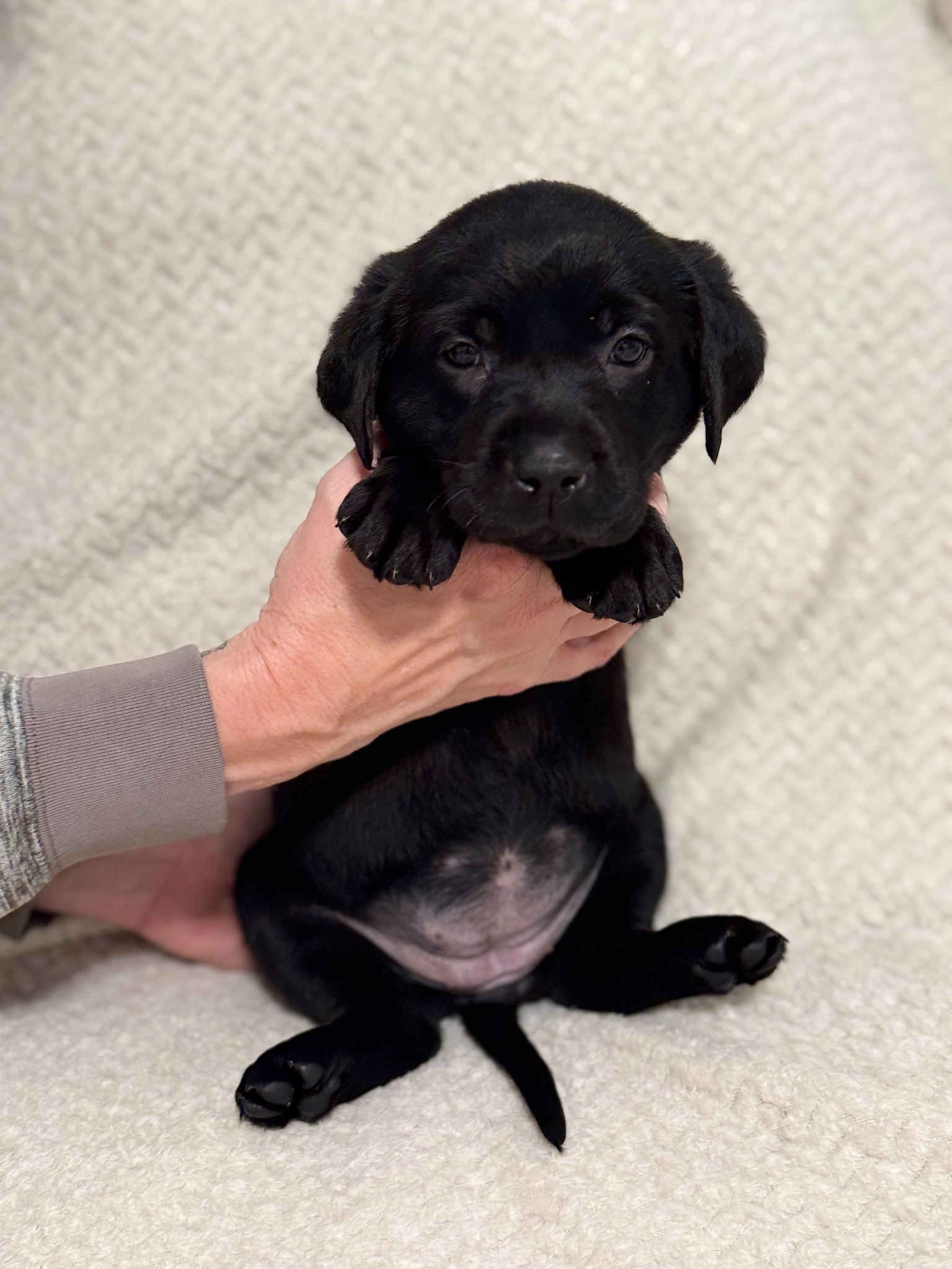 Green collar black Labrador puppy at five weeks