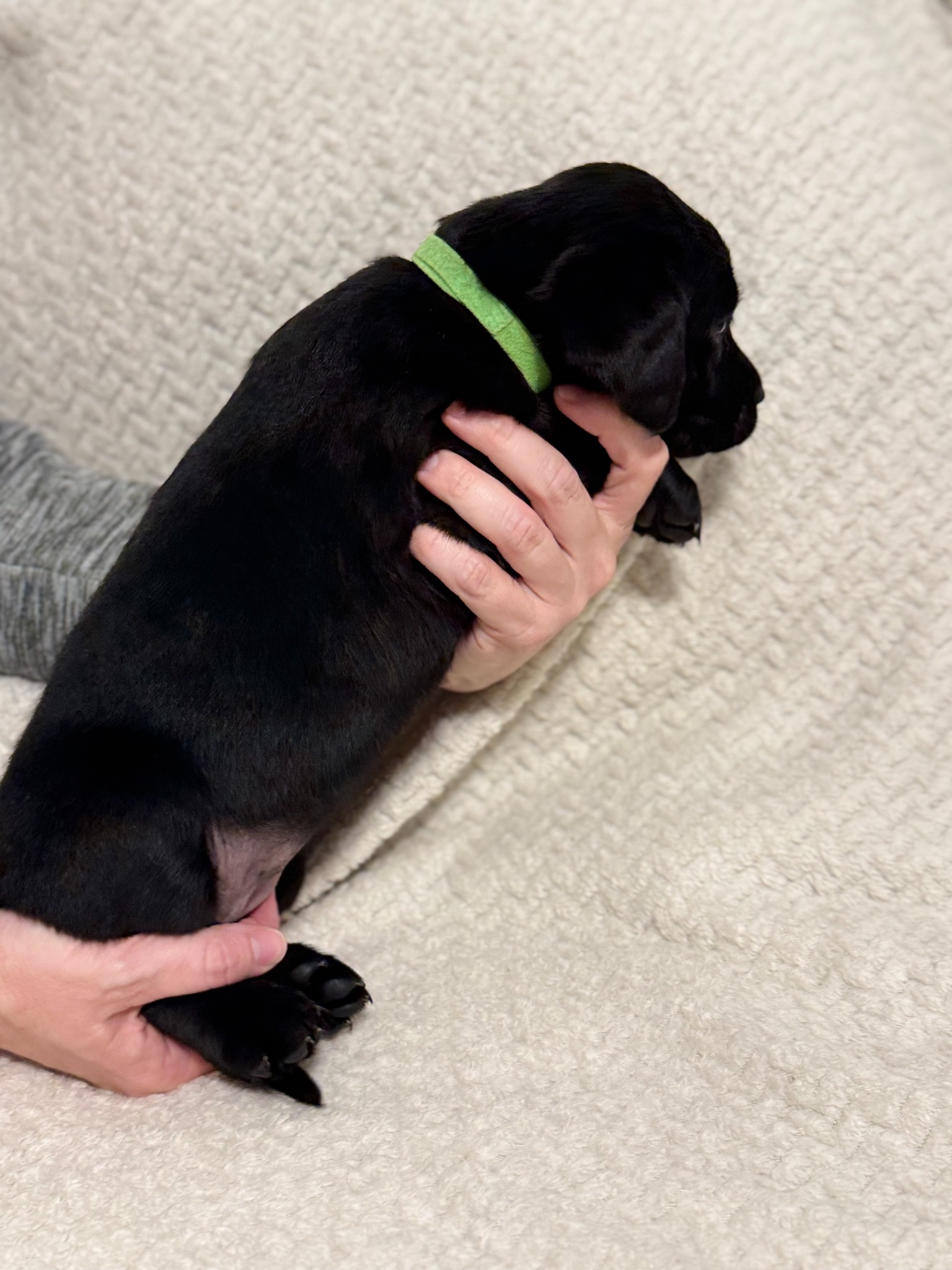 Green collar black Labrador puppy at five weeks