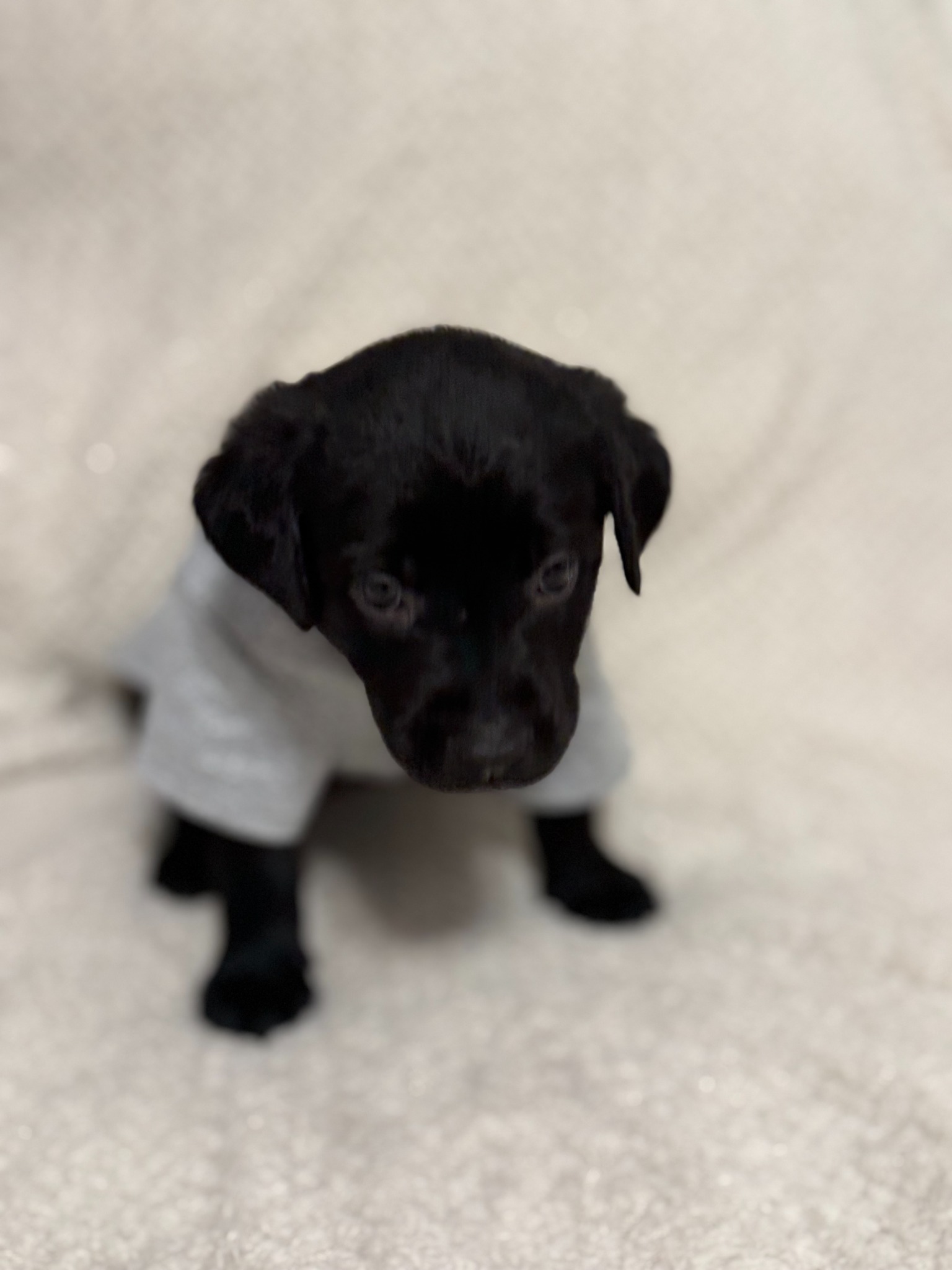 Green collar black Labrador puppy at five weeks