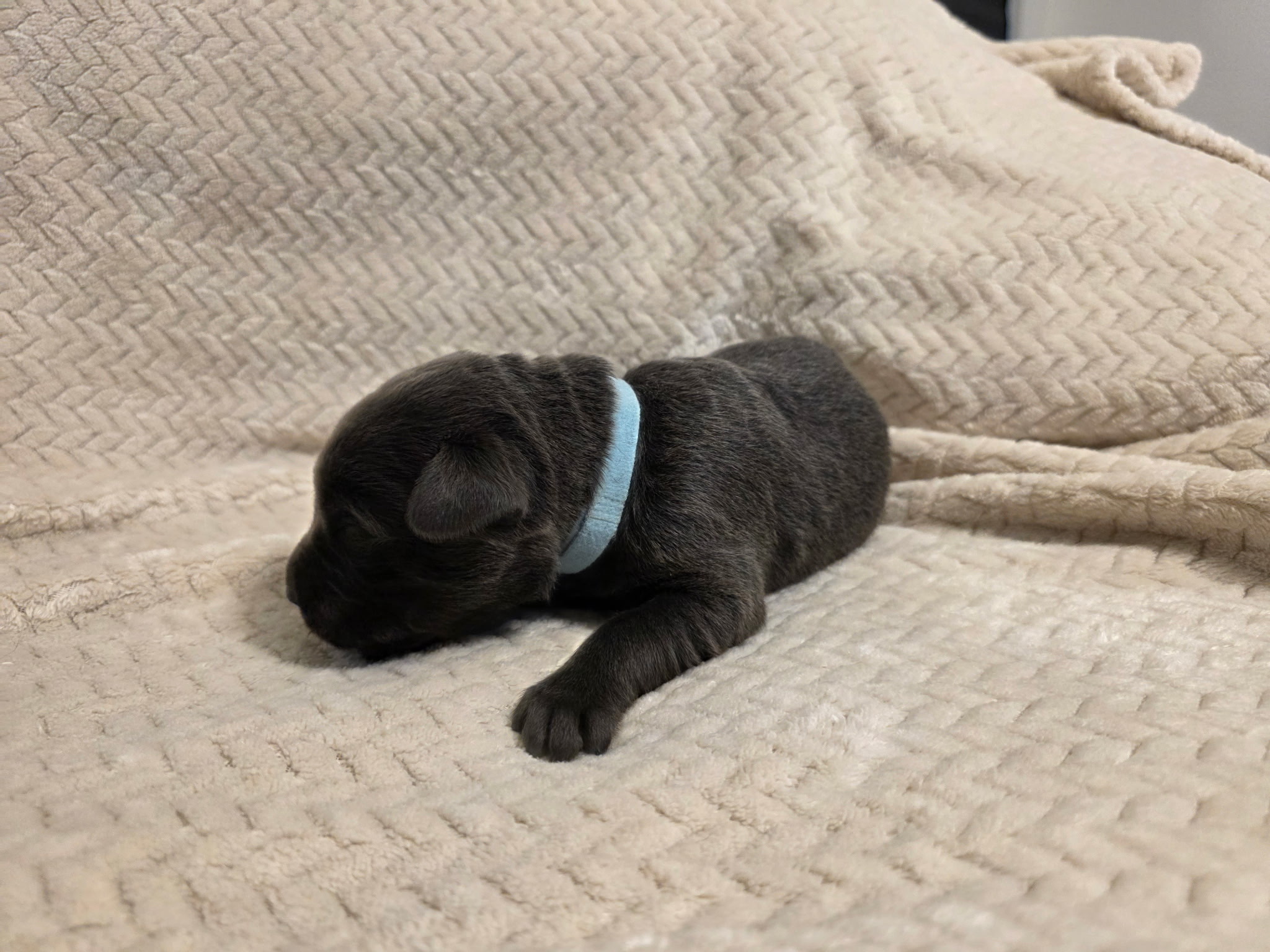 Light Blue collar Labrador puppy at 1 week