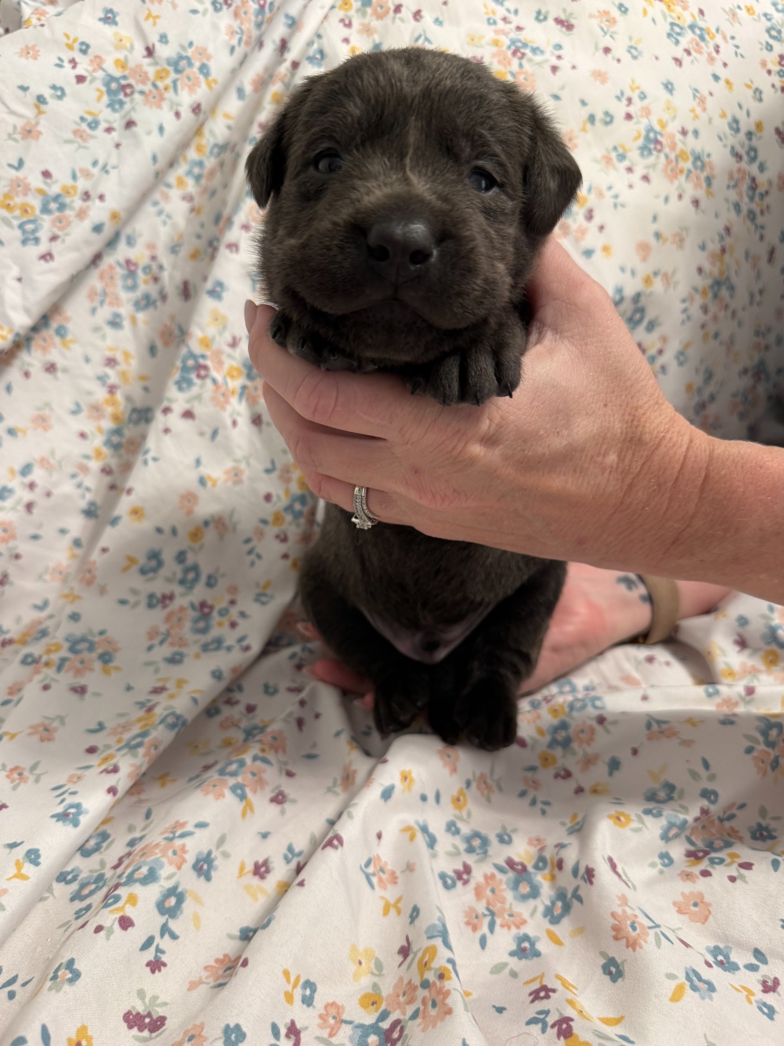 Light Blue collar Labrador puppy at 2 weeks