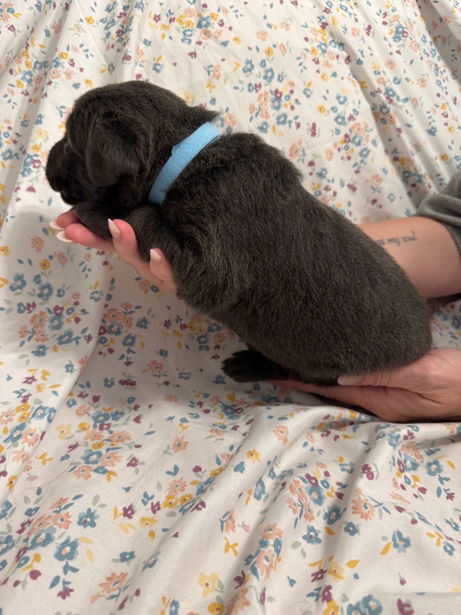 Light Blue collar Labrador puppy at 2 weeks
