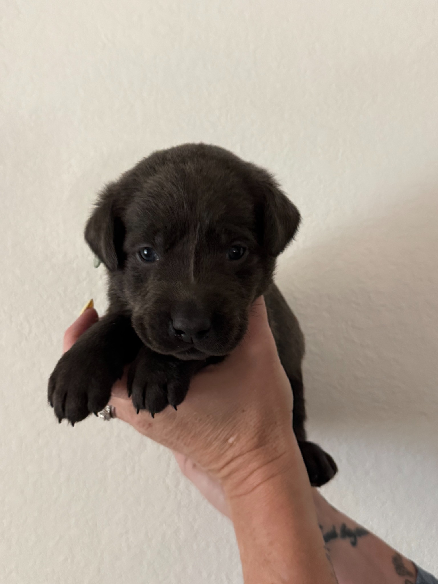 Light Blue collar Labrador puppy at 3 weeks