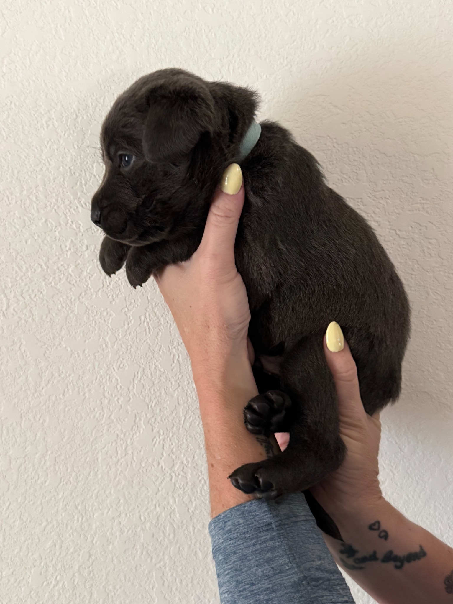 Light Blue collar Labrador puppy at 3 weeks