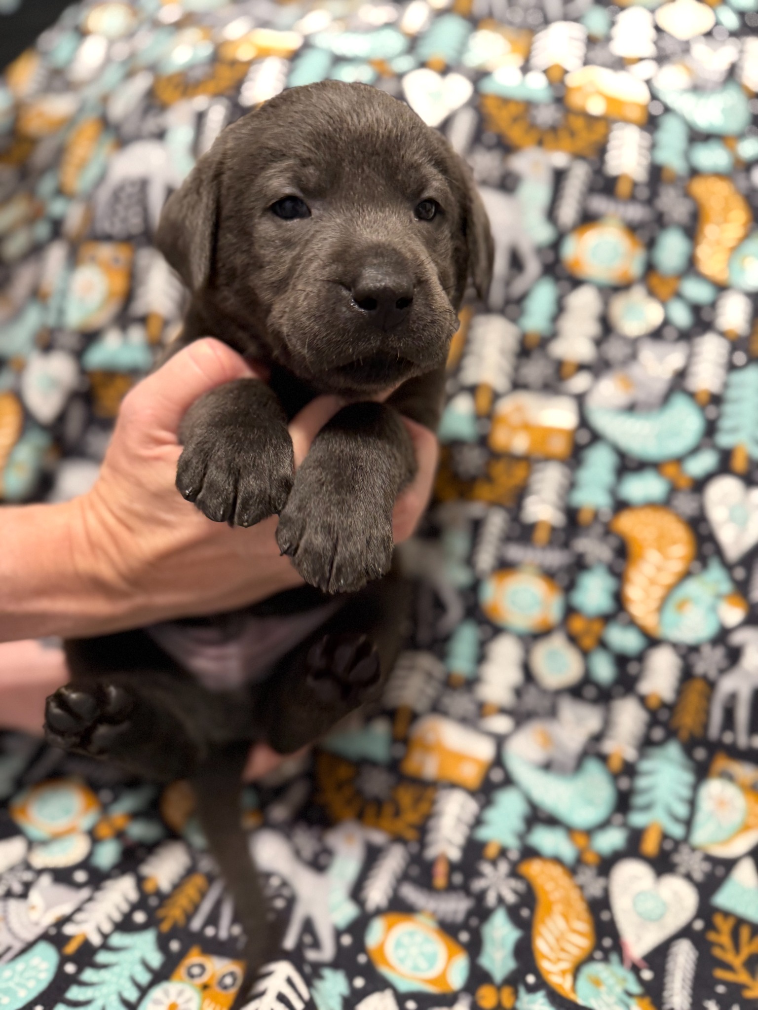 Light Blue collar Labrador puppy at 4 weeks