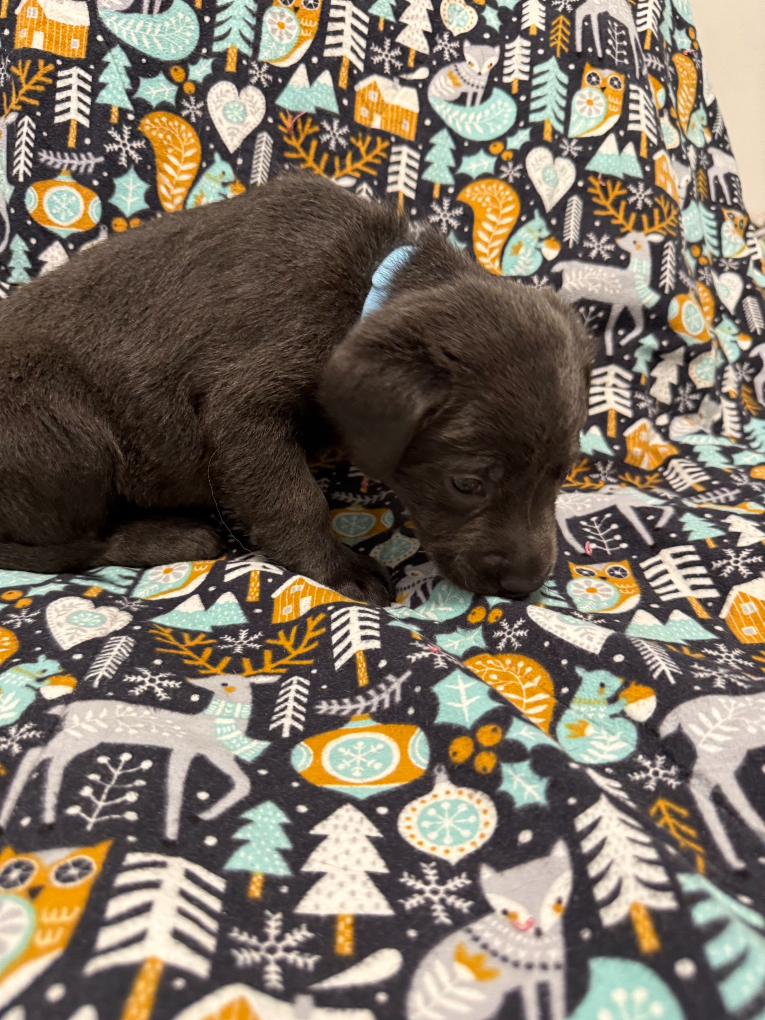 Light Blue collar Labrador puppy at 4 weeks