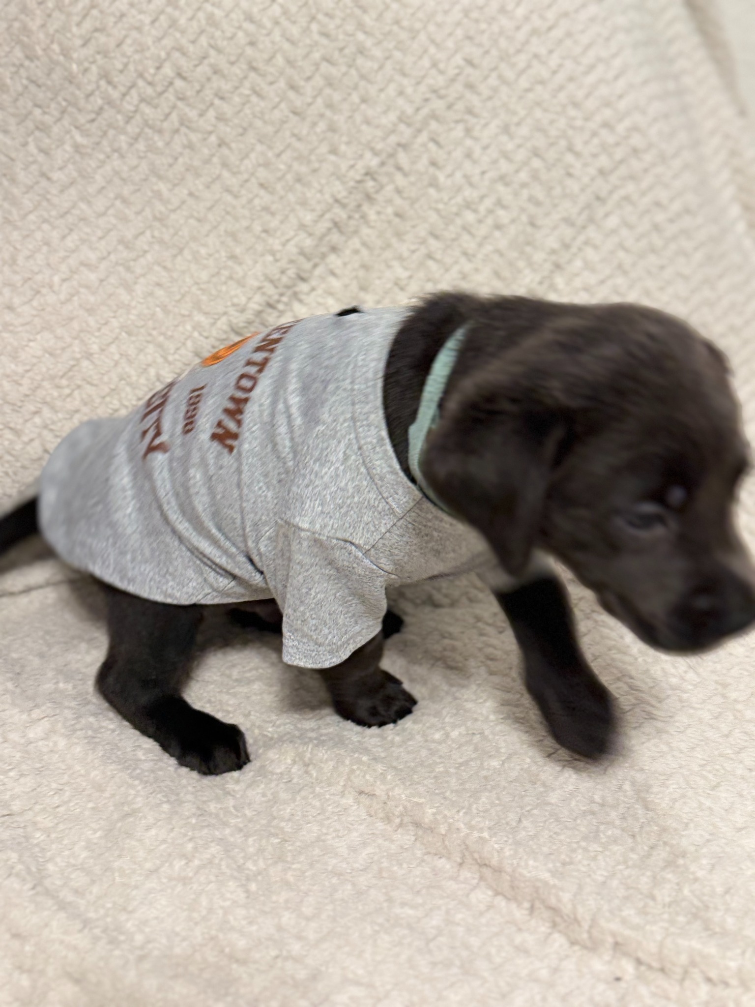 Light Blue collar charcoal Labrador puppy at five weeks