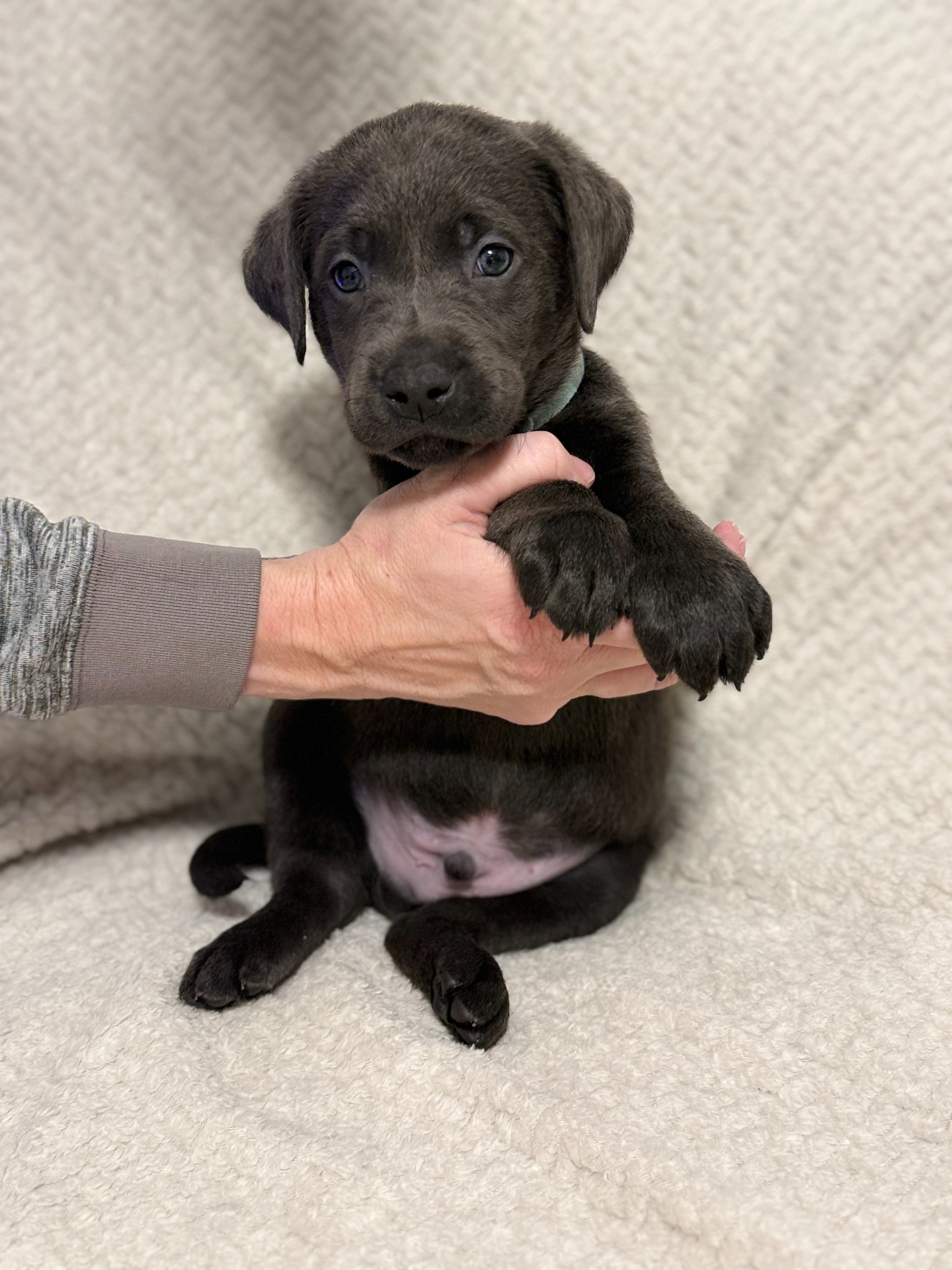 Light Blue collar charcoal Labrador puppy at five weeks