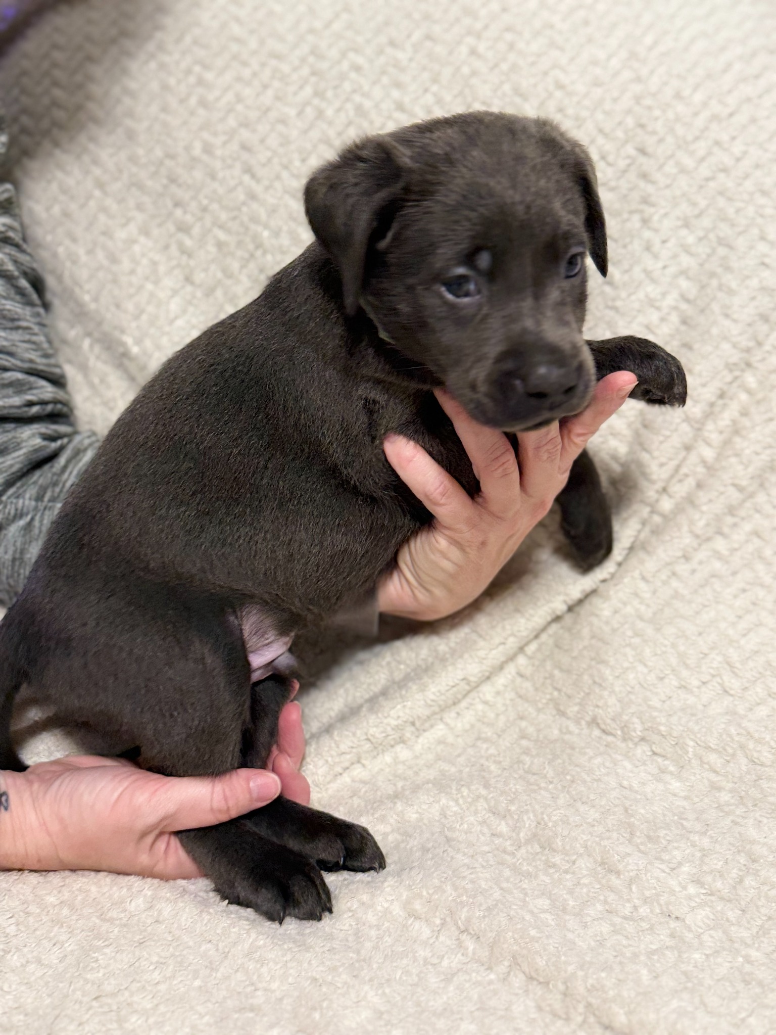 Light Blue collar charcoal Labrador puppy at five weeks