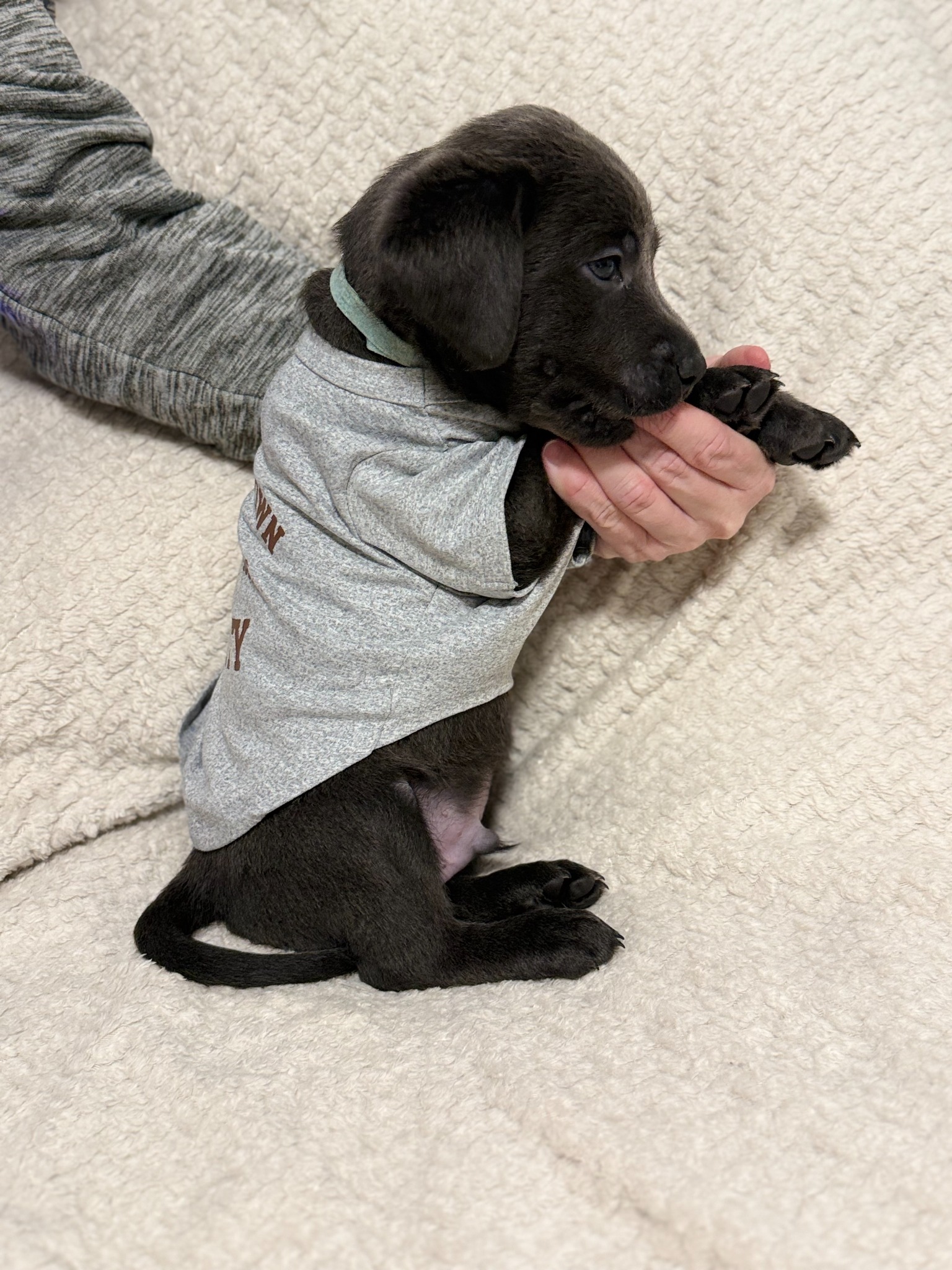 Light Blue collar charcoal Labrador puppy at five weeks