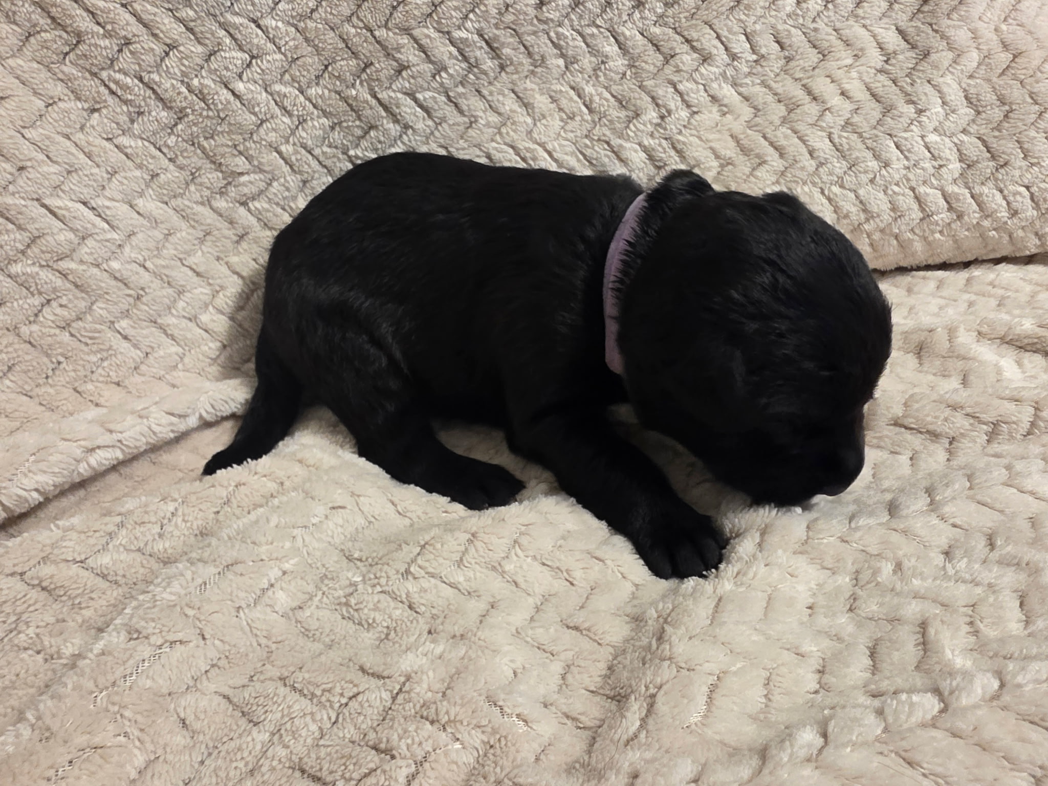 Light Purple collar Labrador puppy at 1 week