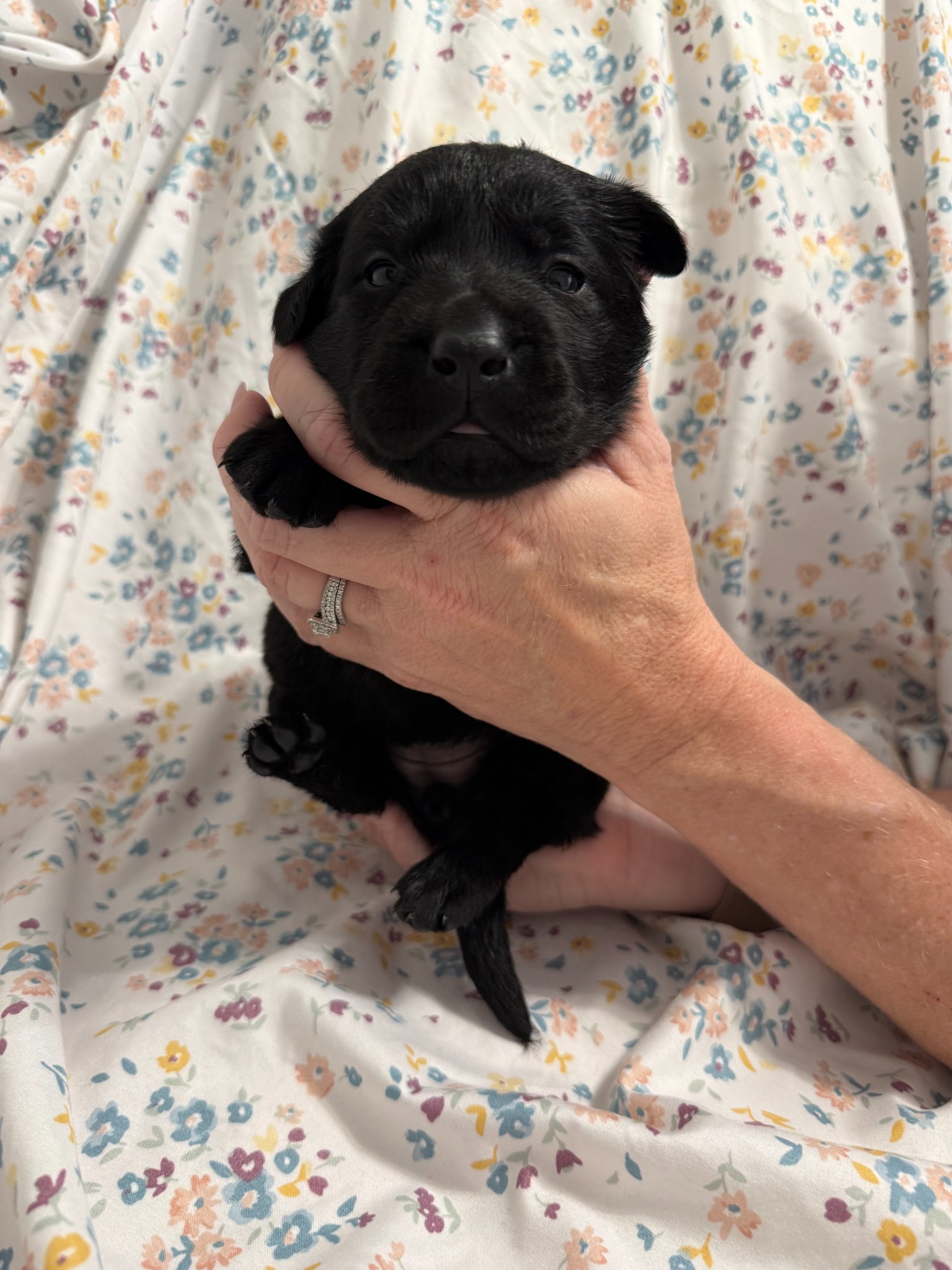 Light Purple collar Labrador puppy at 2 weeks